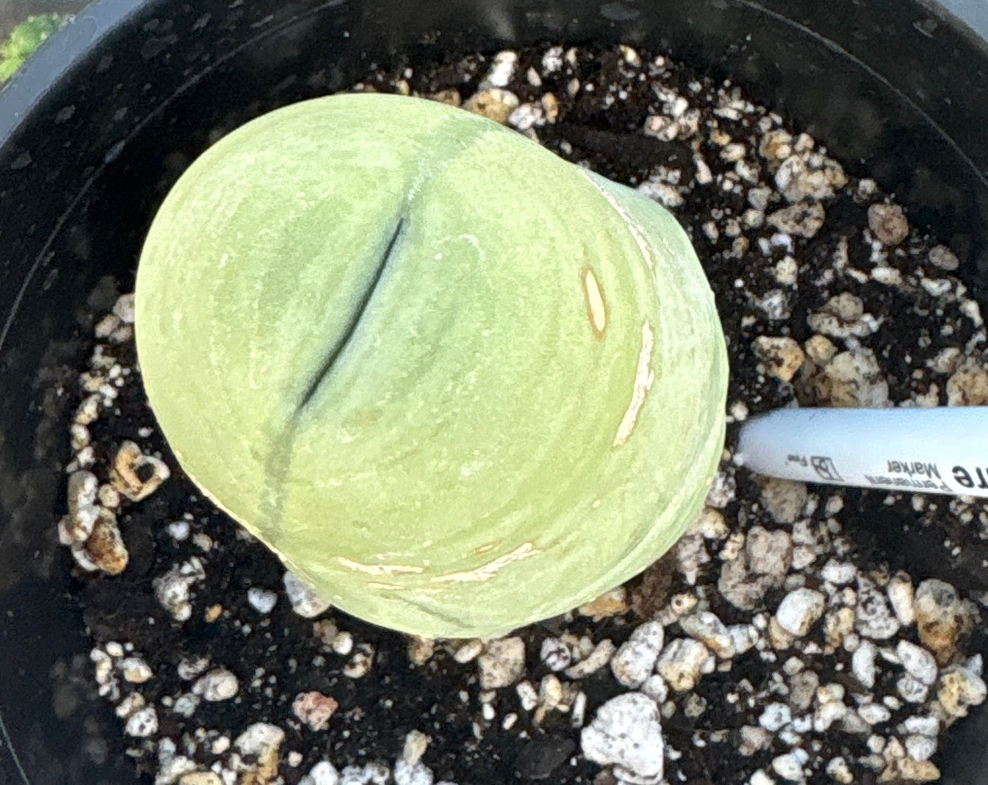 #EC21 EXACT Trichocereus Bridgesii Monstrose TBM Long Form penis Cactus 5”-Cactus - Large - Exact-The Succulent Source