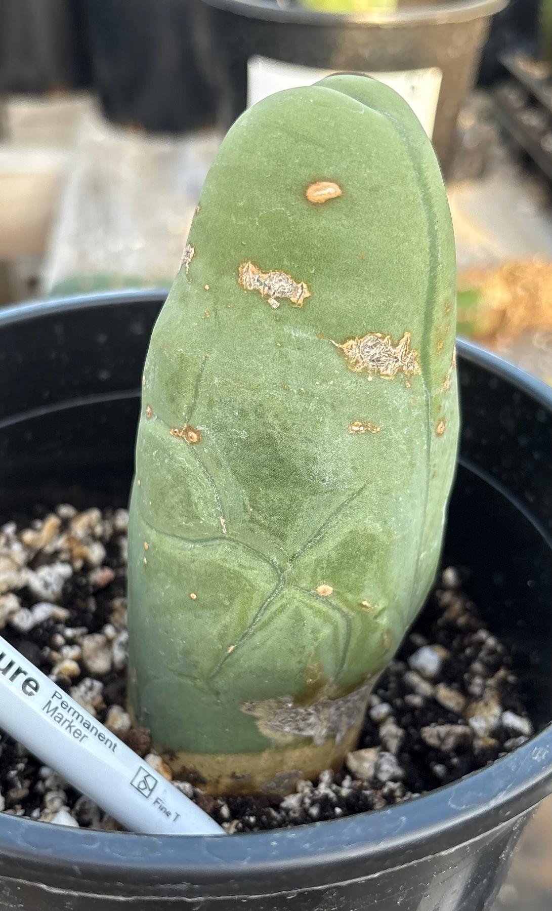 #EC21 EXACT Trichocereus Bridgesii Monstrose TBM Long Form penis Cactus 5”-Cactus - Large - Exact-The Succulent Source