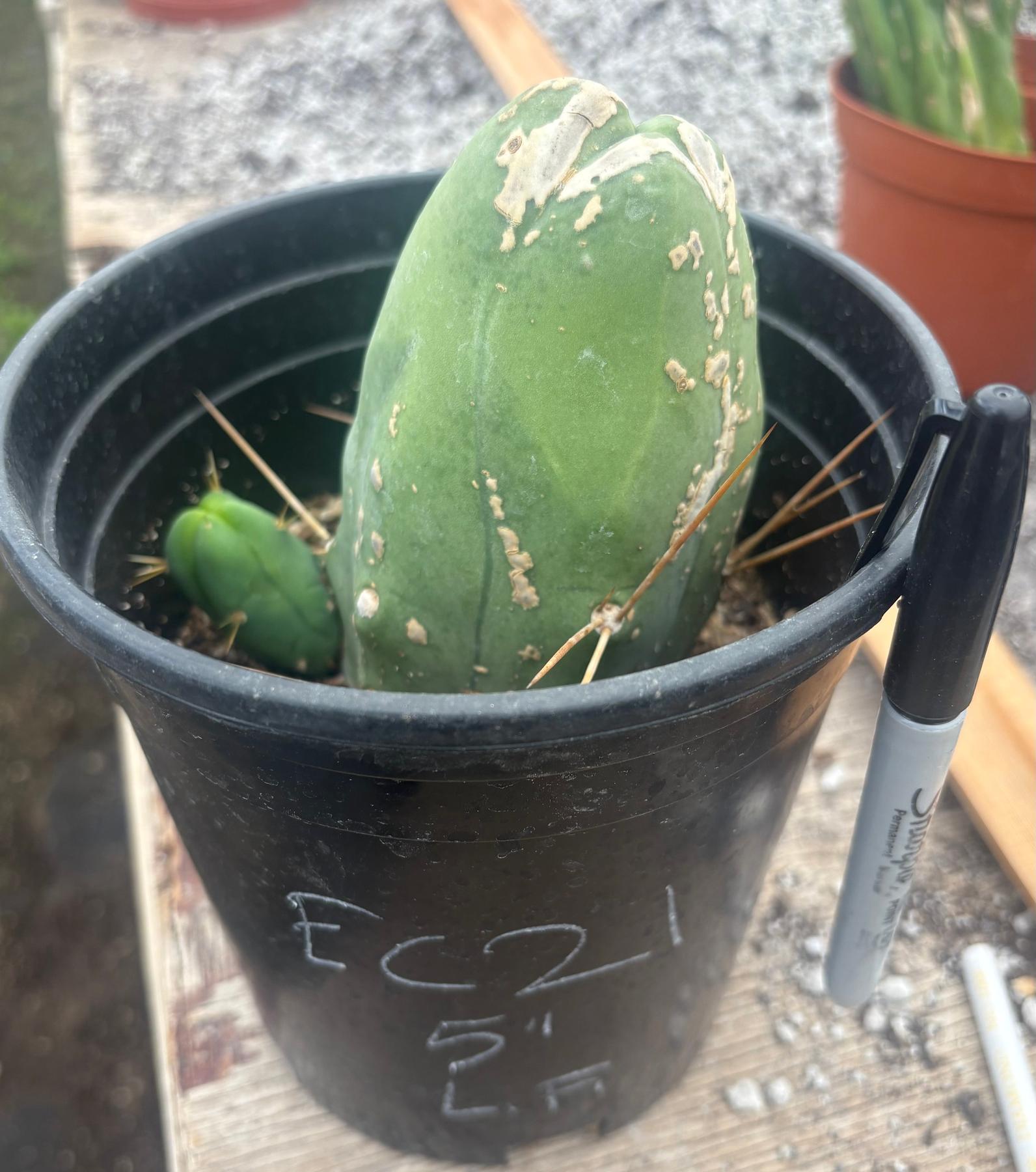 #EC21 EXACT Trichocereus Bridgesii Monstrose TBM Long Form penis Cactus 5” w a pup-Cactus - Large - Exact-The Succulent Source