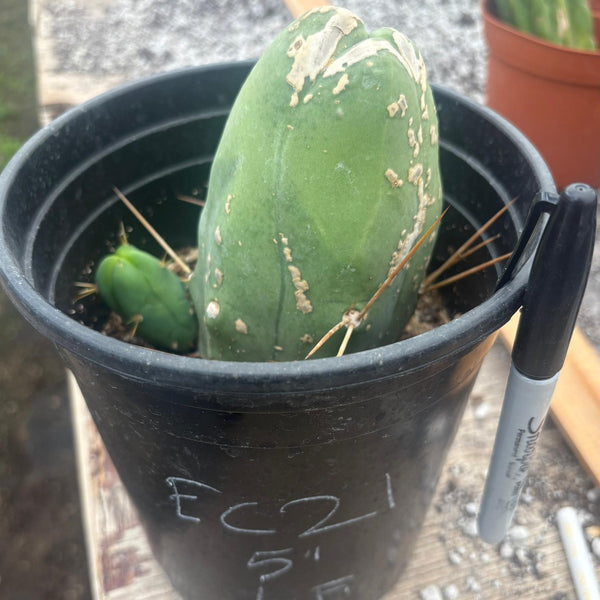 EC21-EXACT-Trichocereus-