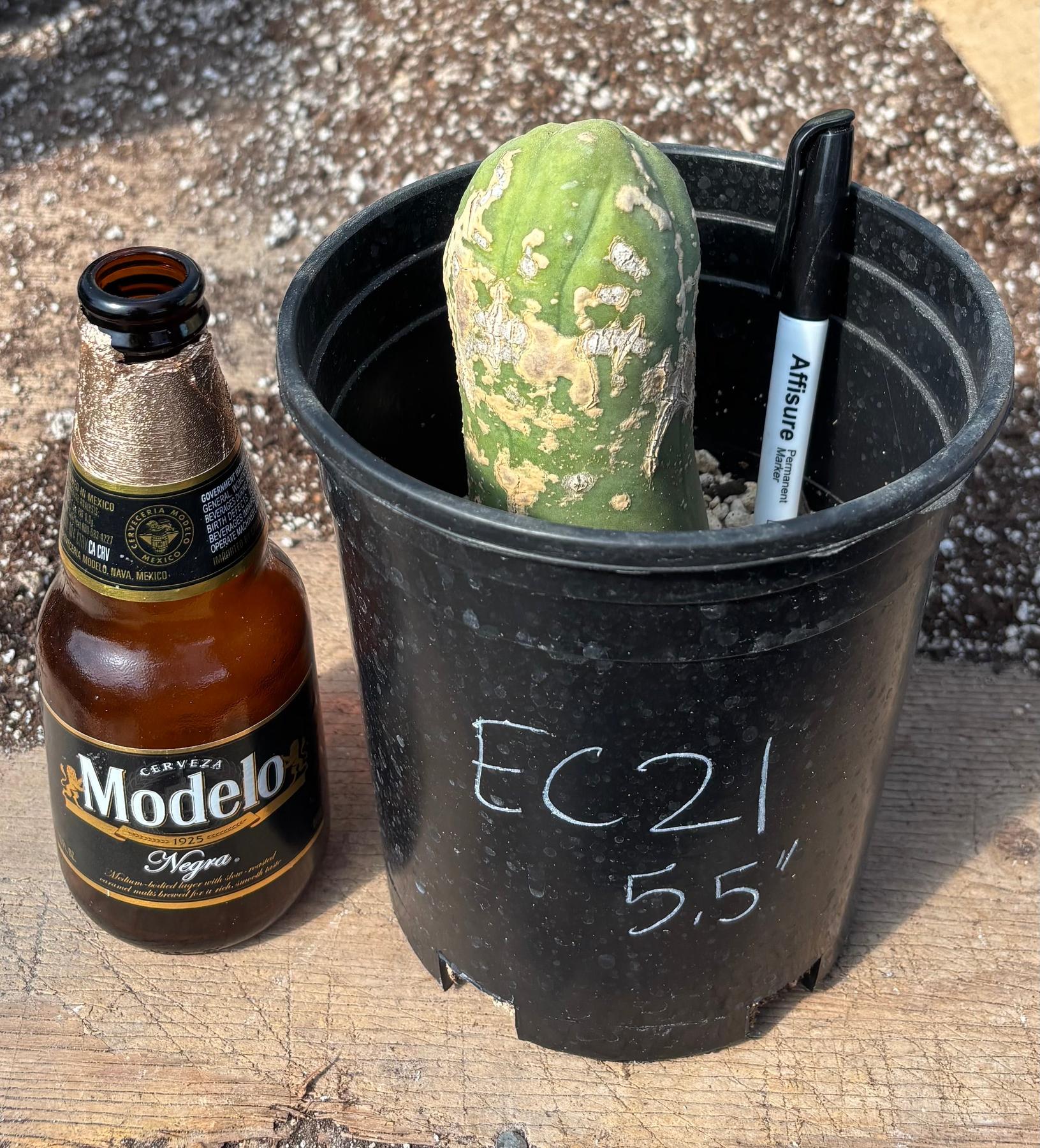#EC21 EXACT Trichocereus Bridgesii Monstrose TBM Long Form penis Cactus 6”-Cactus - Large - Exact-The Succulent Source
