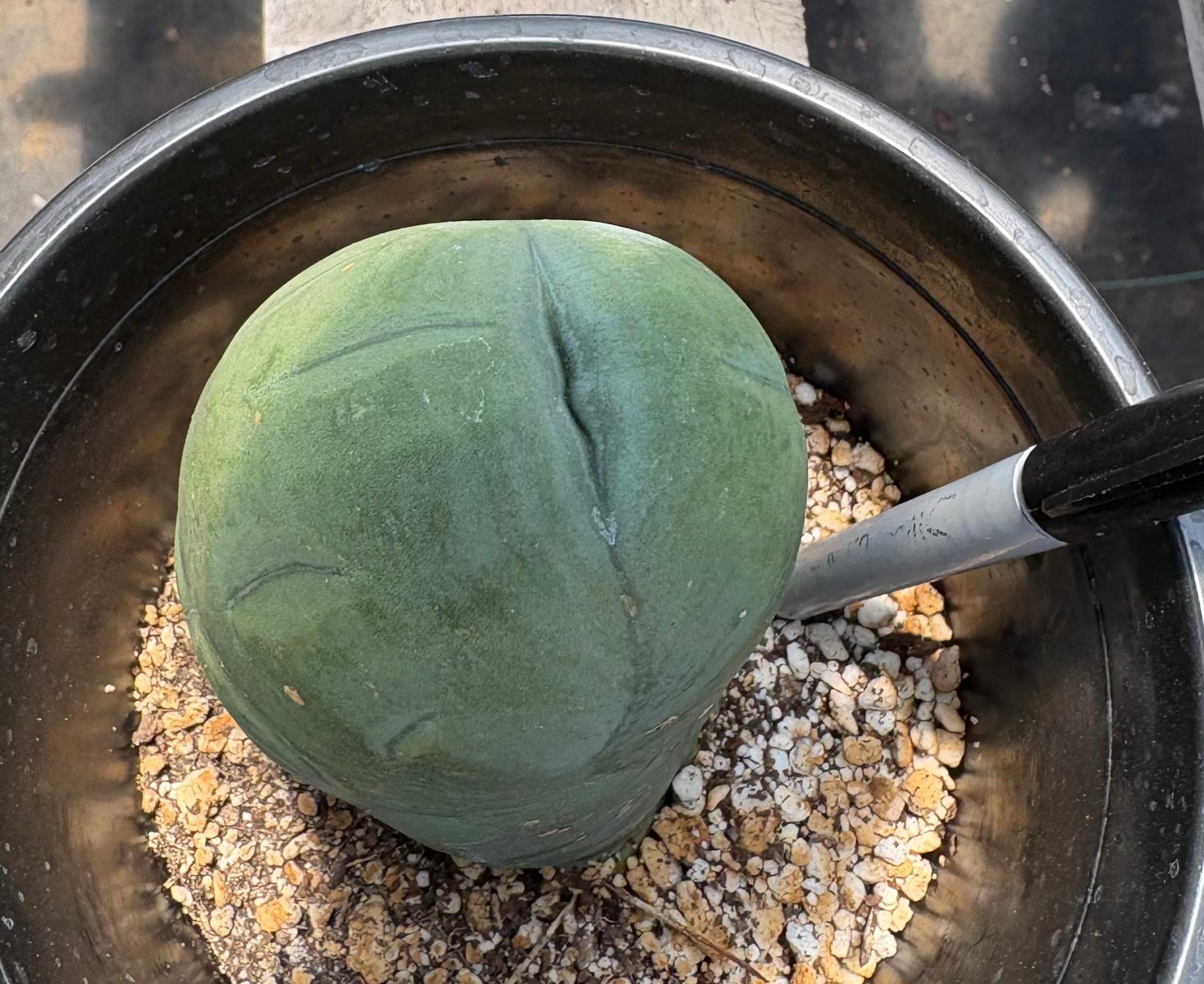 #EC21 EXACT Trichocereus Bridgesii Monstrose TBM Long Form penis Cactus 6”-Cactus - Large - Exact-The Succulent Source