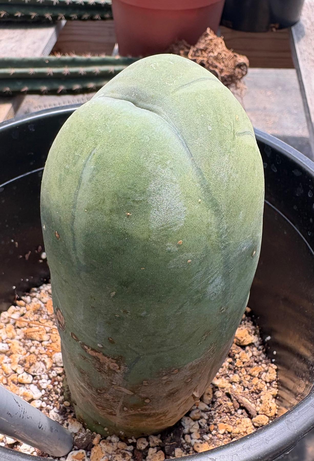 #EC21 EXACT Trichocereus Bridgesii Monstrose TBM Long Form penis Cactus 6”-Cactus - Large - Exact-The Succulent Source