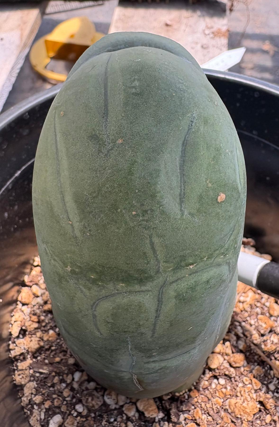#EC21 EXACT Trichocereus Bridgesii Monstrose TBM Long Form penis Cactus 6”-Cactus - Large - Exact-The Succulent Source