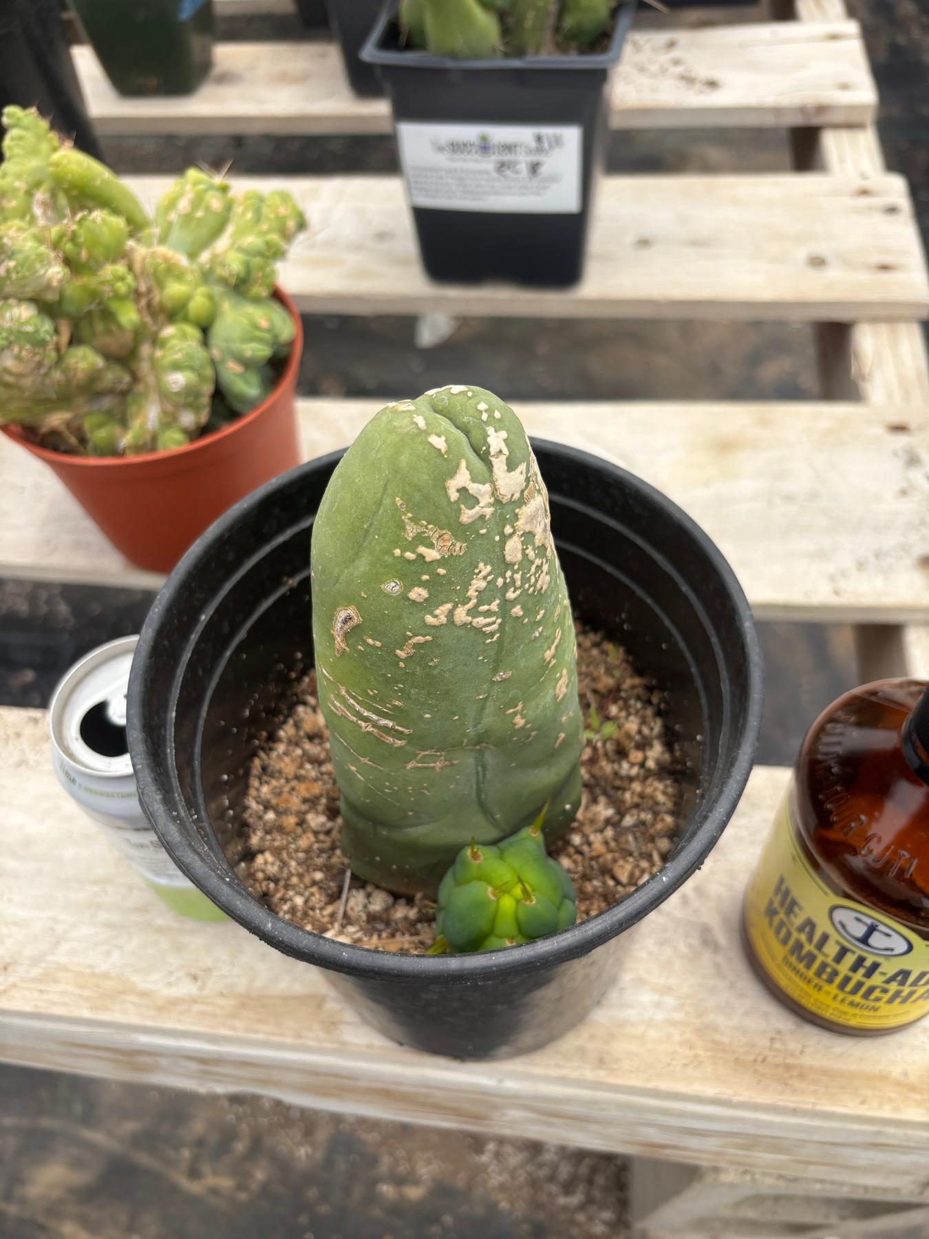 #EC21 EXACT Trichocereus Bridgesii Monstrose TBM Long Form penis Cactus 6”-Cactus - Large - Exact-The Succulent Source