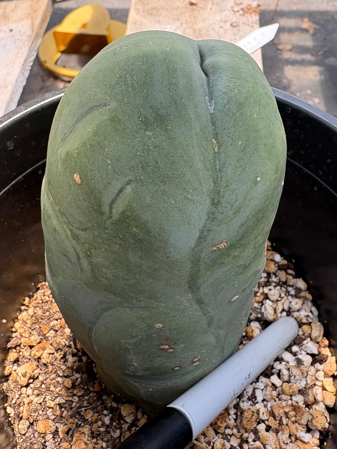 #EC21 EXACT Trichocereus Bridgesii Monstrose TBM Long Form penis Cactus 6”-Cactus - Large - Exact-The Succulent Source