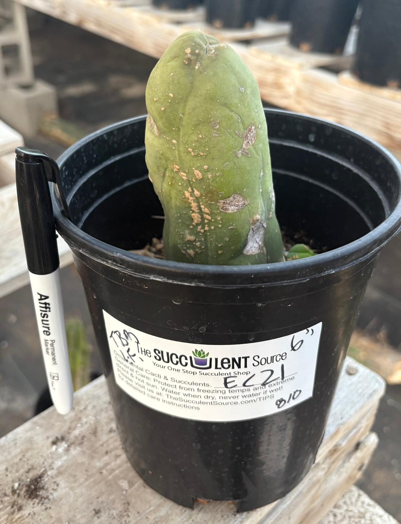 #EC21 EXACT Trichocereus Bridgesii Monstrose TBM Long Form penis Cactus 6”-Cactus - Large - Exact-The Succulent Source