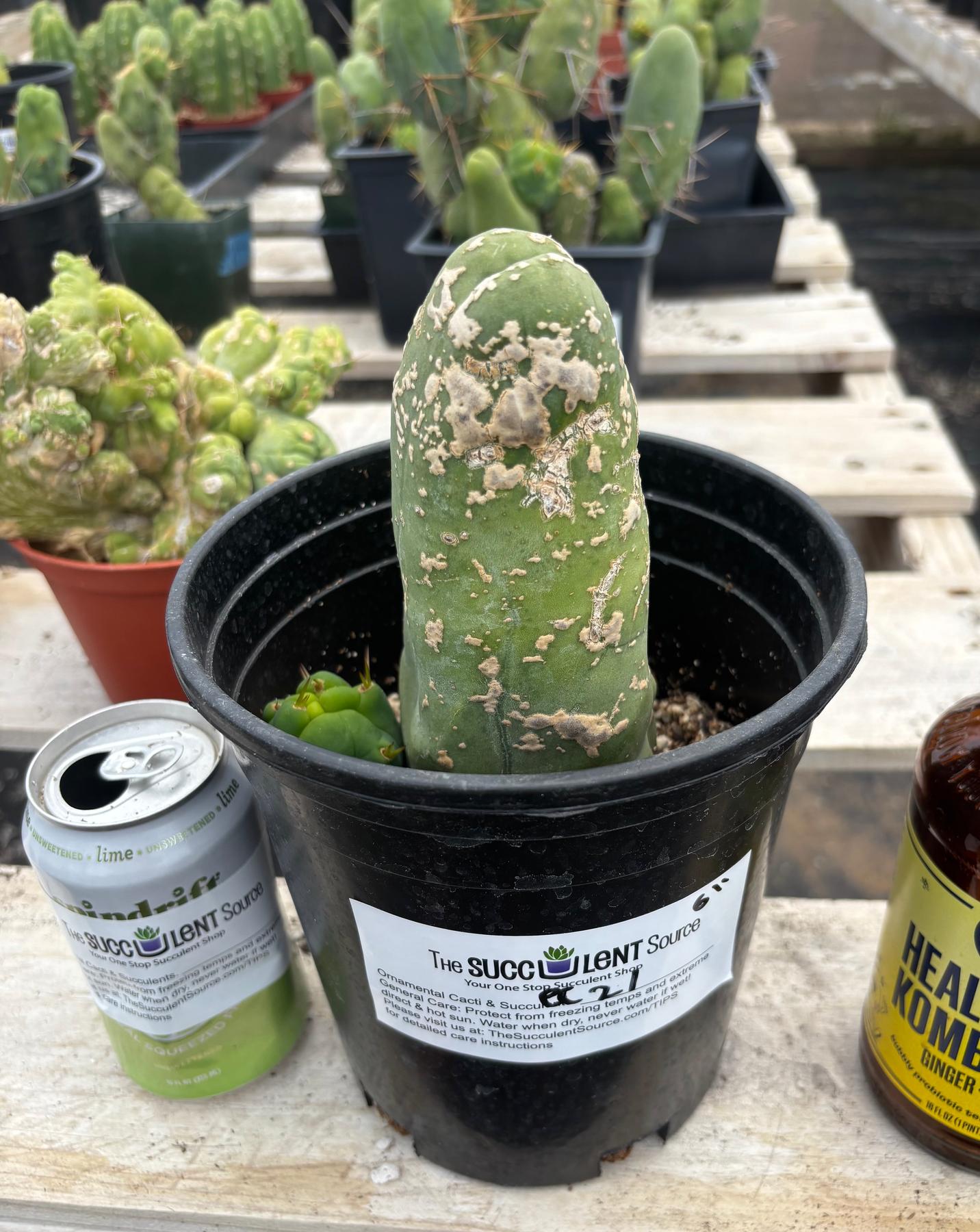 #EC21 EXACT Trichocereus Bridgesii Monstrose TBM Long Form penis Cactus 6”-Cactus - Large - Exact-The Succulent Source