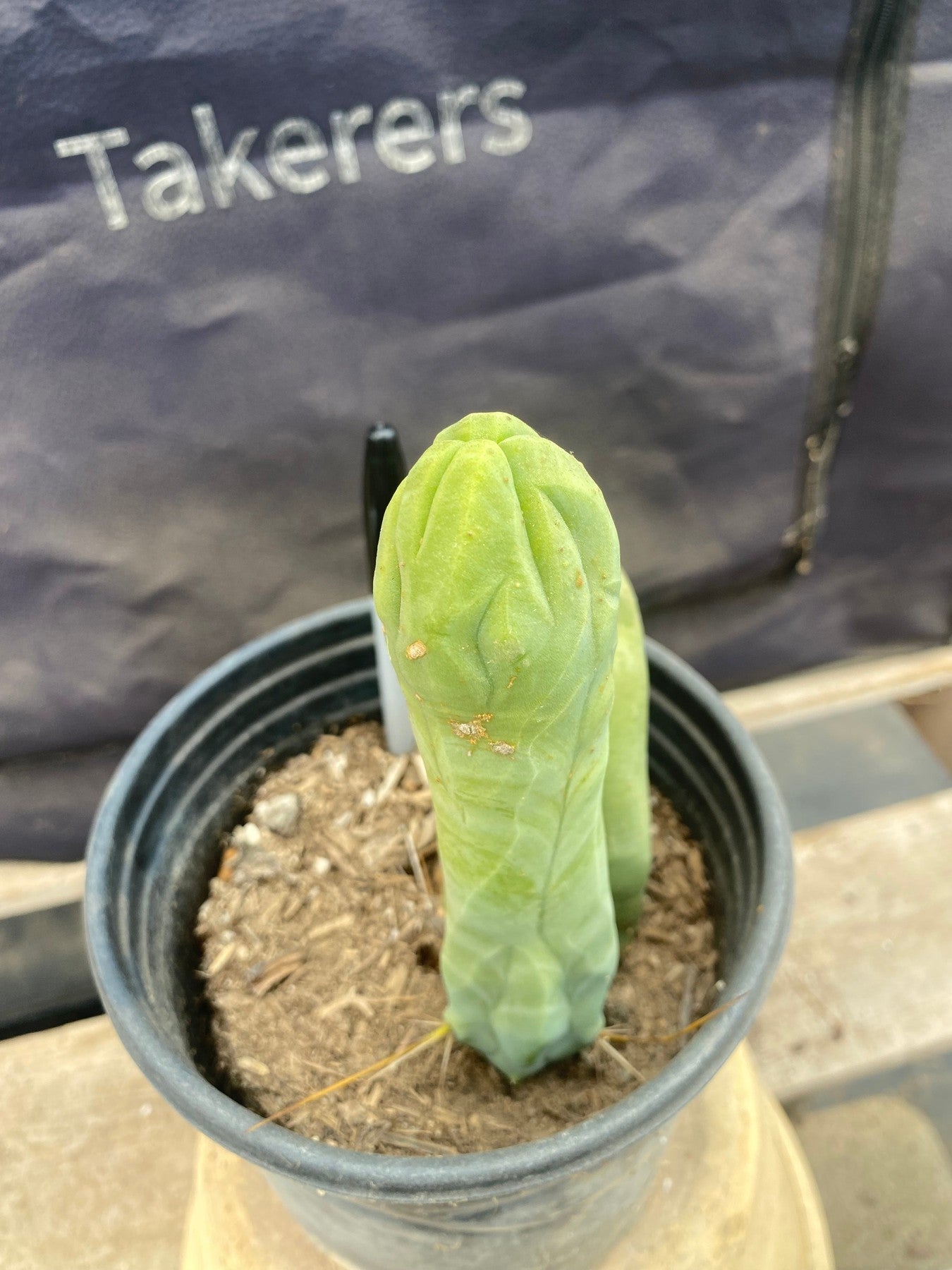 #EC21 EXACT Trichocereus Bridgesii Monstrose TBM Long Form penis Cactus 6.5”-Cactus - Large - Exact-The Succulent Source