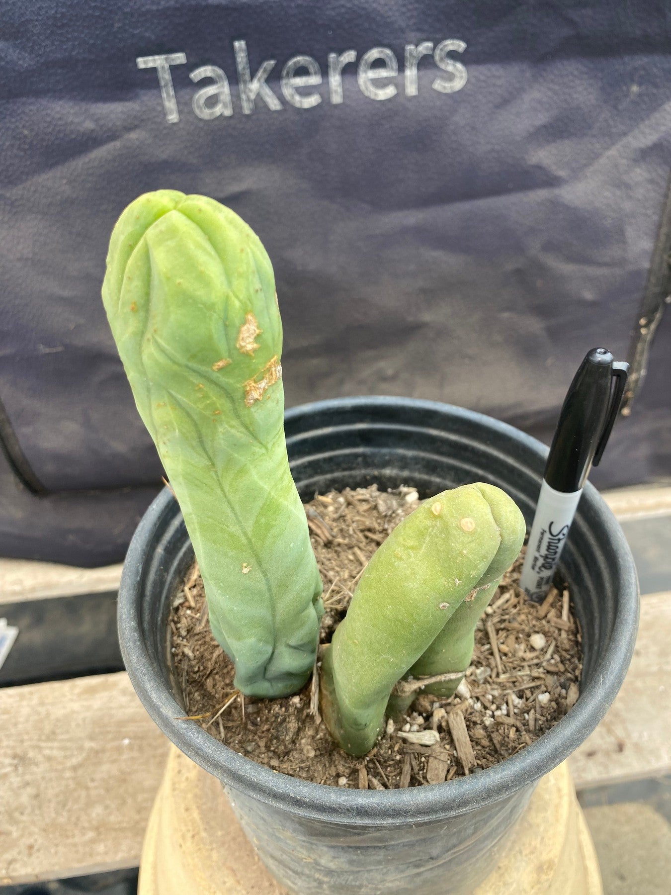 #EC21 EXACT Trichocereus Bridgesii Monstrose TBM Long Form penis Cactus 6.5”-Cactus - Large - Exact-The Succulent Source