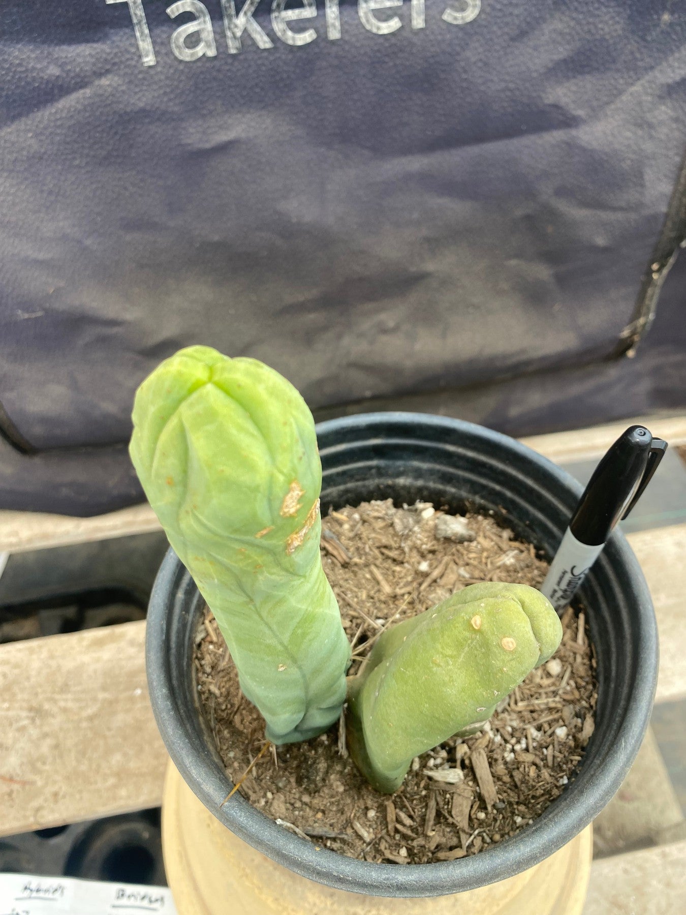 #EC21 EXACT Trichocereus Bridgesii Monstrose TBM Long Form penis Cactus 6.5”-Cactus - Large - Exact-The Succulent Source