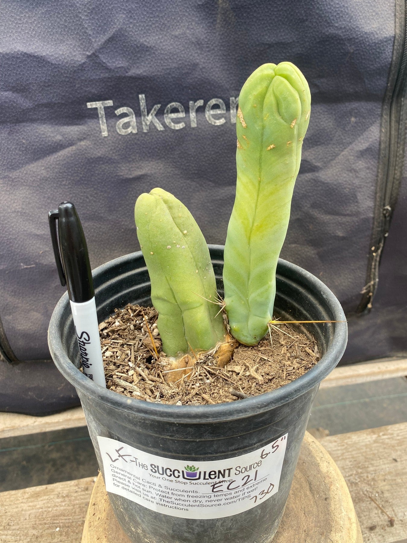 #EC21 EXACT Trichocereus Bridgesii Monstrose TBM Long Form penis Cactus 6.5”-Cactus - Large - Exact-The Succulent Source