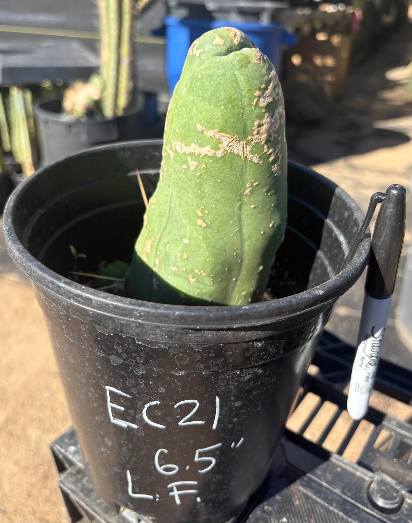 #EC21 EXACT Trichocereus Bridgesii Monstrose TBM Long Form penis Cactus 6.5”-Cactus - Large - Exact-The Succulent Source