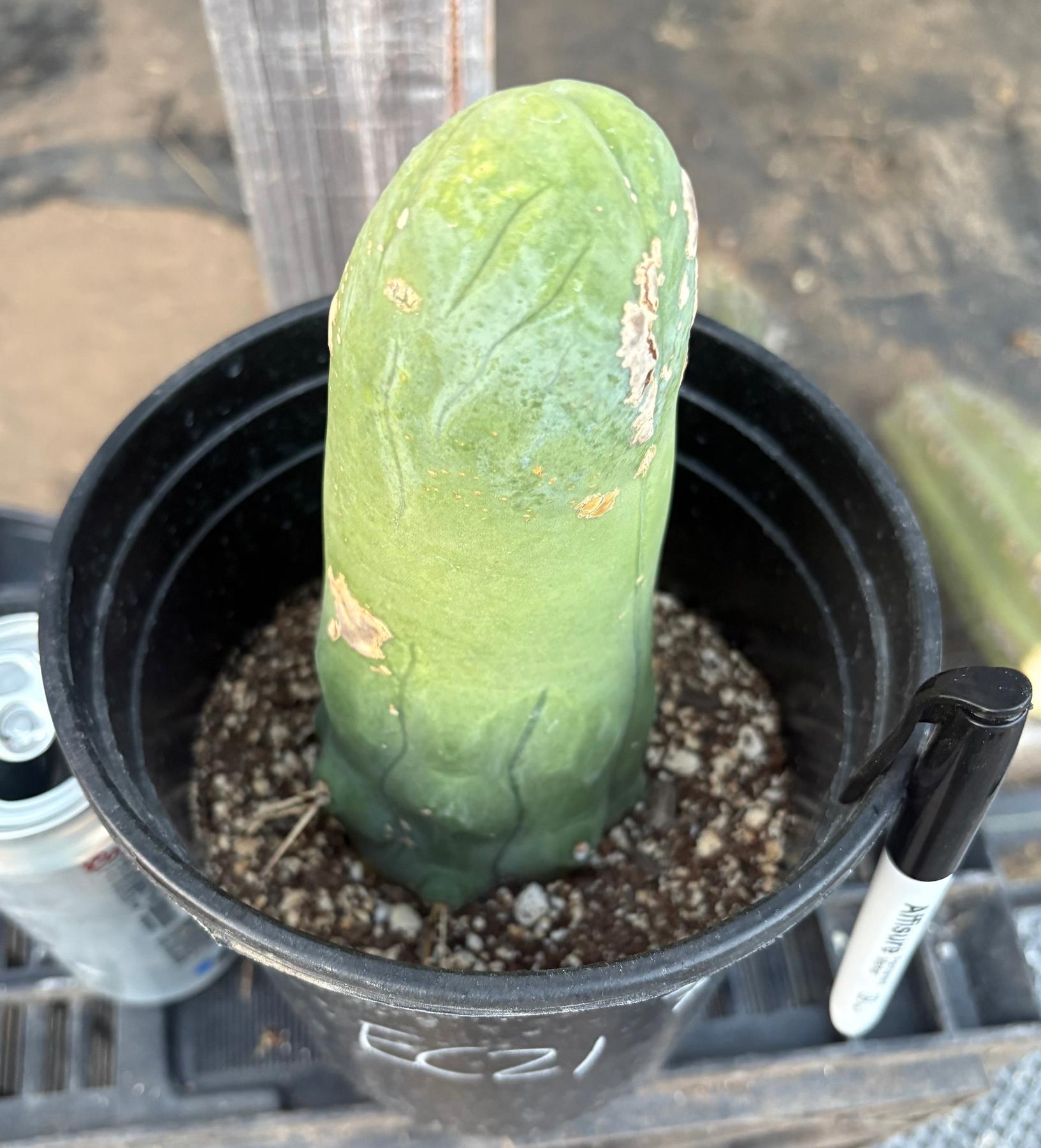 #EC21 EXACT Trichocereus Bridgesii Monstrose TBM Long Form penis Cactus 7”-Cactus - Large - Exact-The Succulent Source