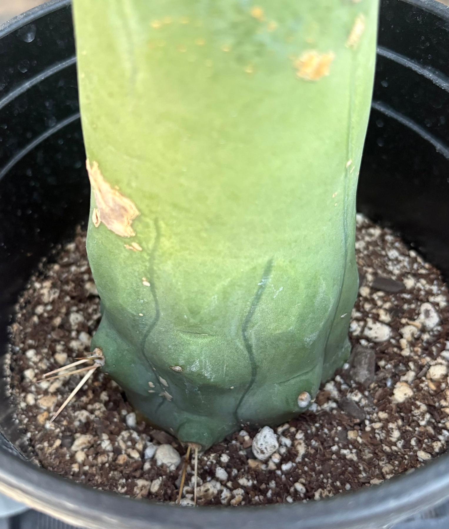 #EC21 EXACT Trichocereus Bridgesii Monstrose TBM Long Form penis Cactus 7”-Cactus - Large - Exact-The Succulent Source