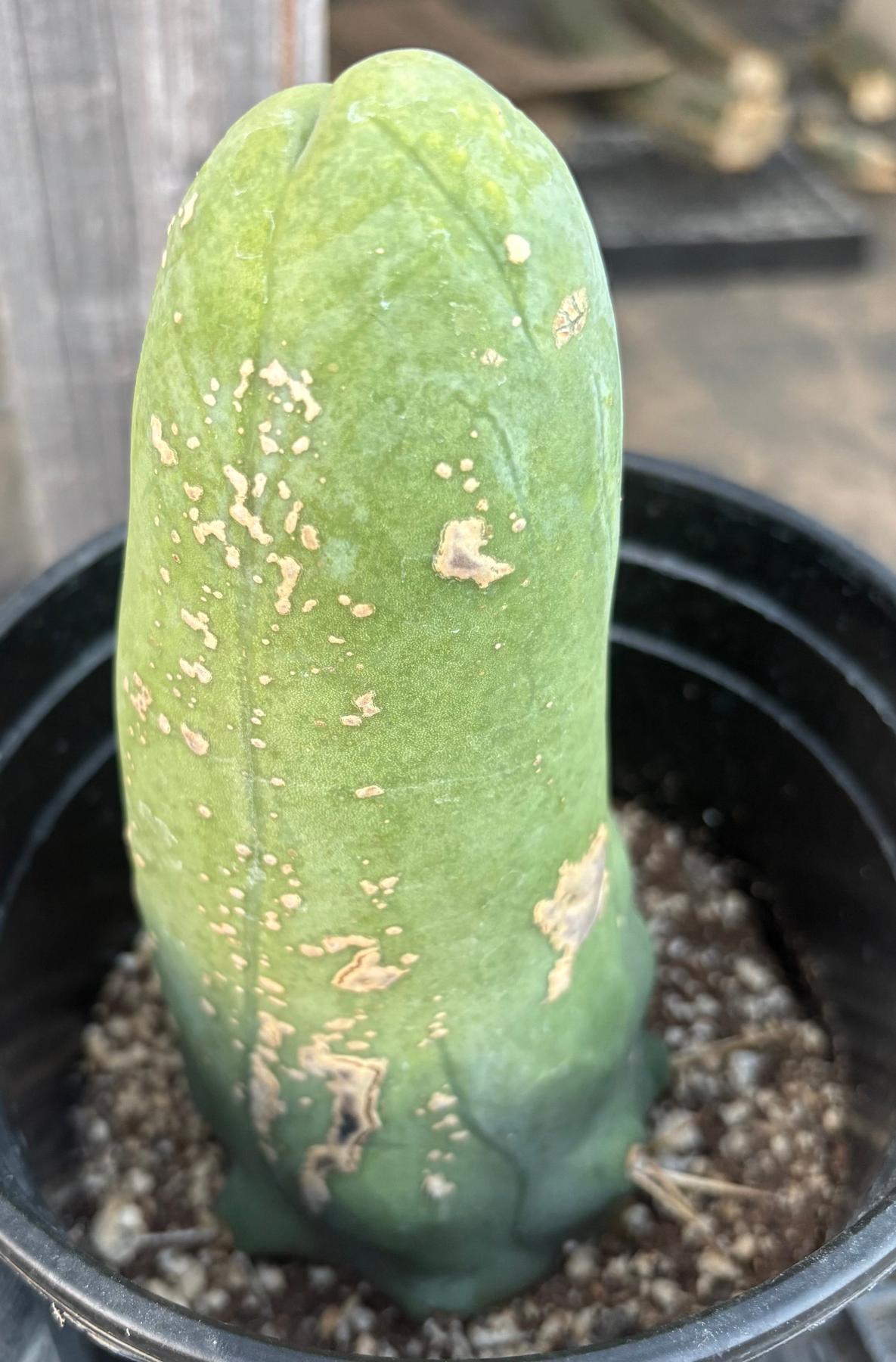 #EC21 EXACT Trichocereus Bridgesii Monstrose TBM Long Form penis Cactus 7”-Cactus - Large - Exact-The Succulent Source
