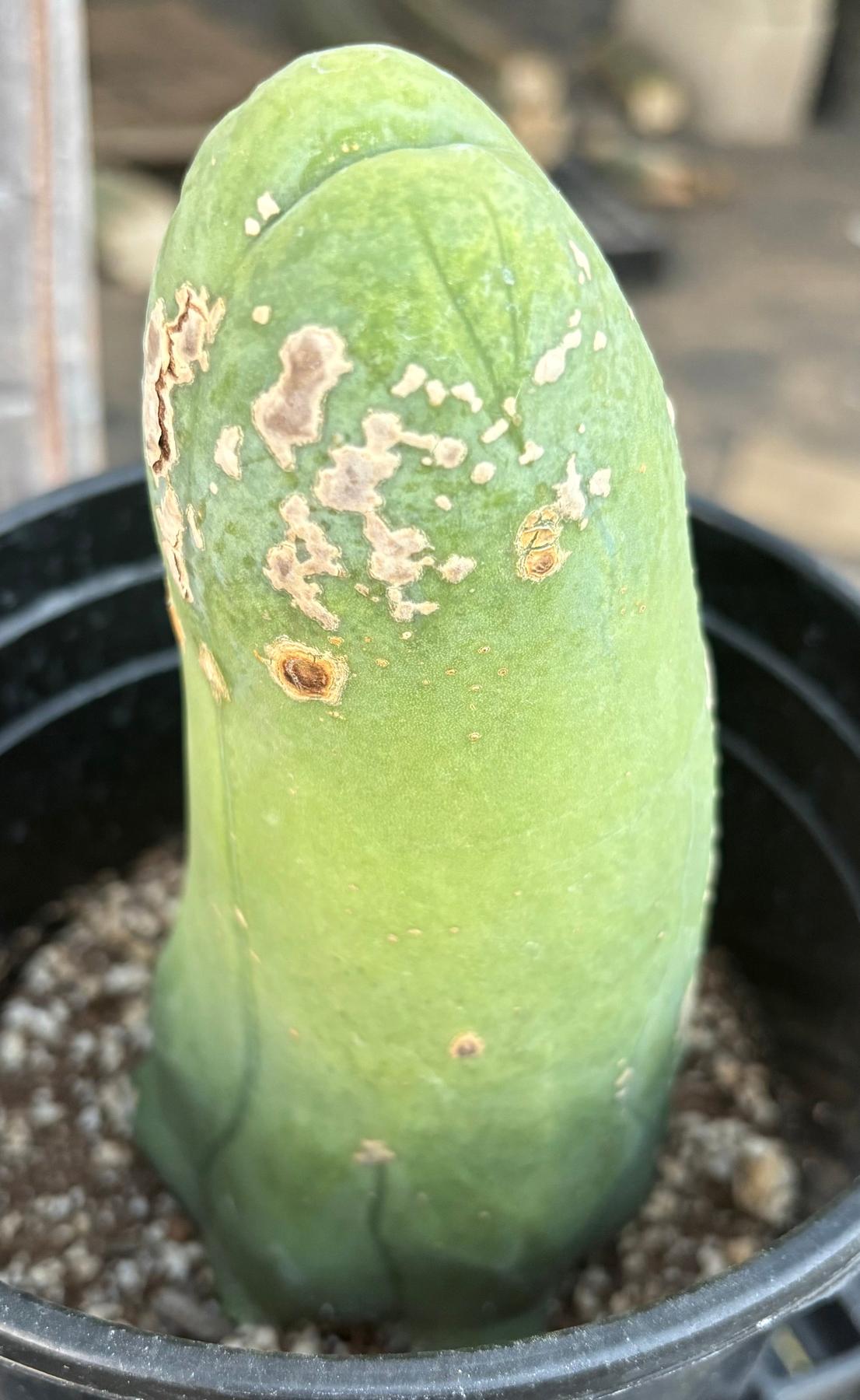 #EC21 EXACT Trichocereus Bridgesii Monstrose TBM Long Form penis Cactus 7”-Cactus - Large - Exact-The Succulent Source