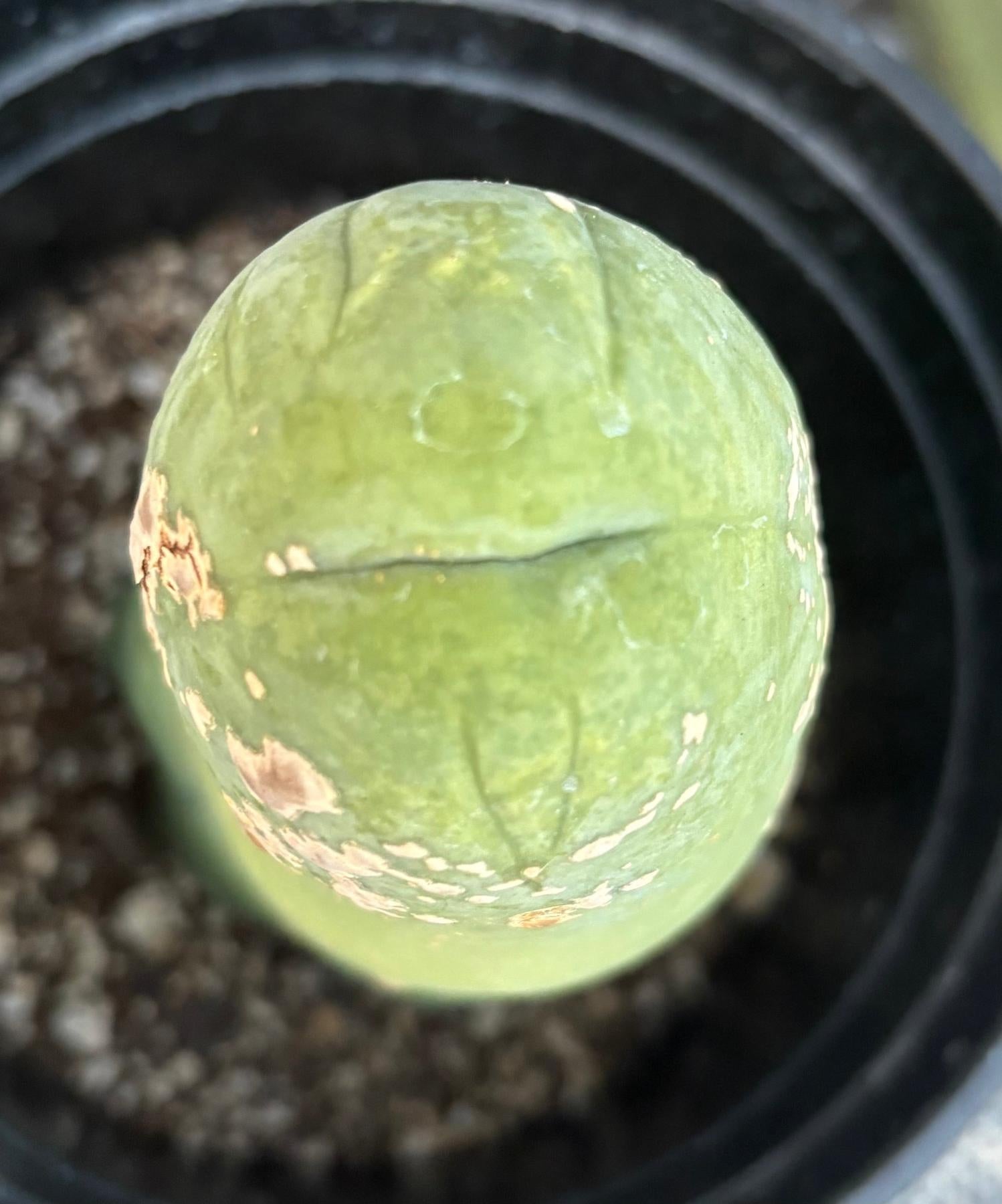 #EC21 EXACT Trichocereus Bridgesii Monstrose TBM Long Form penis Cactus 7”-Cactus - Large - Exact-The Succulent Source