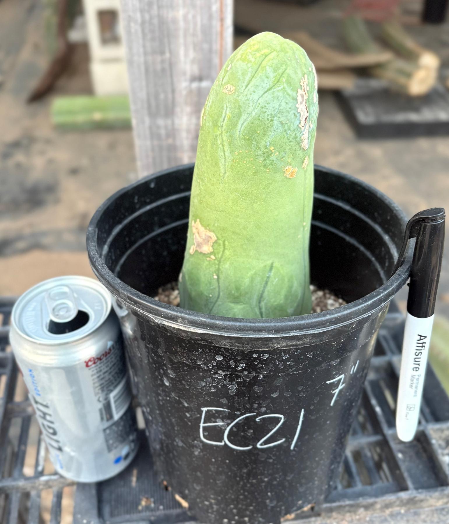 #EC21 EXACT Trichocereus Bridgesii Monstrose TBM Long Form penis Cactus 7”-Cactus - Large - Exact-The Succulent Source