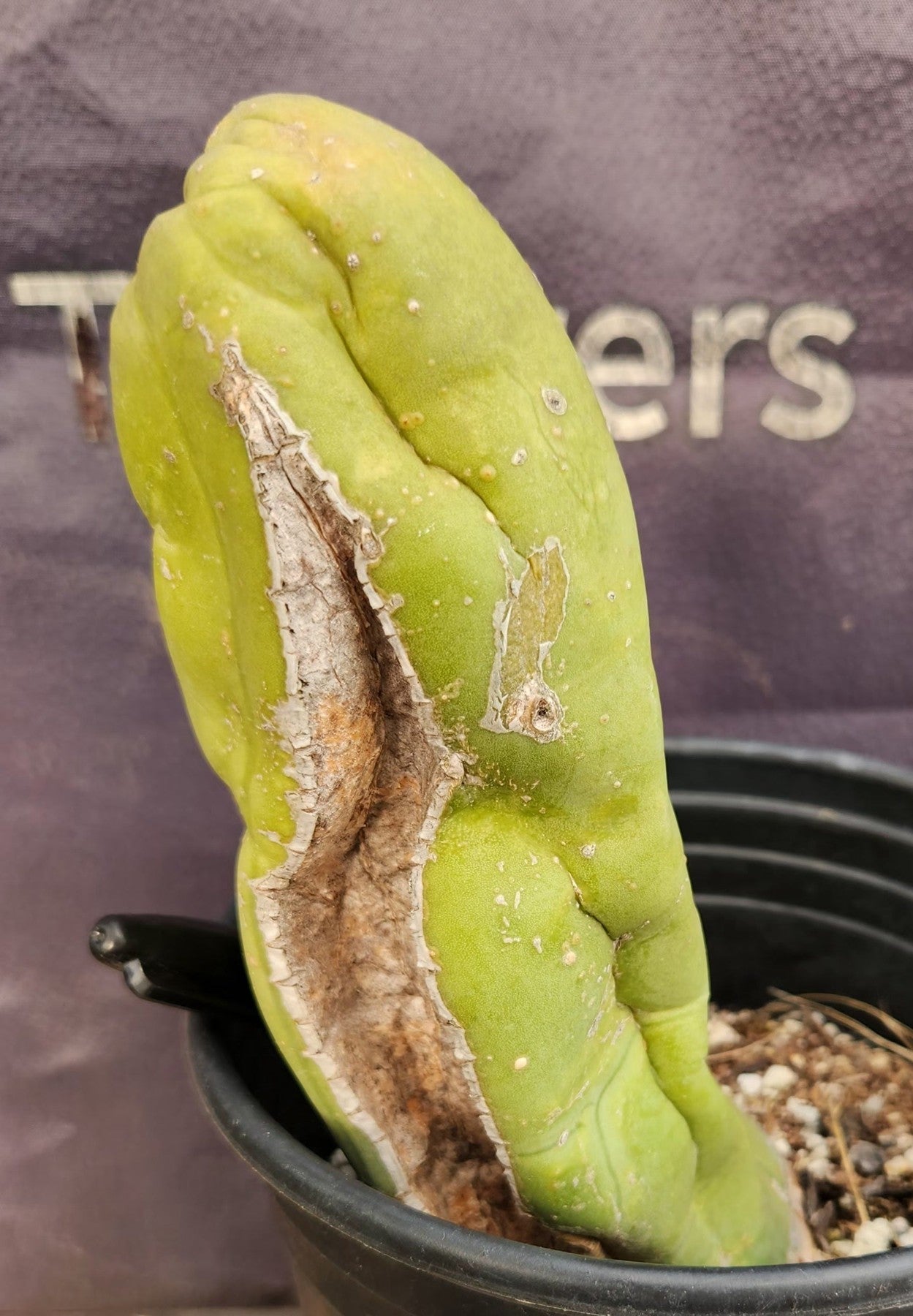 #EC21 EXACT Trichocereus Bridgesii Monstrose TBM Long Form penis Cactus 7.5”-Cactus - Large - Exact-The Succulent Source