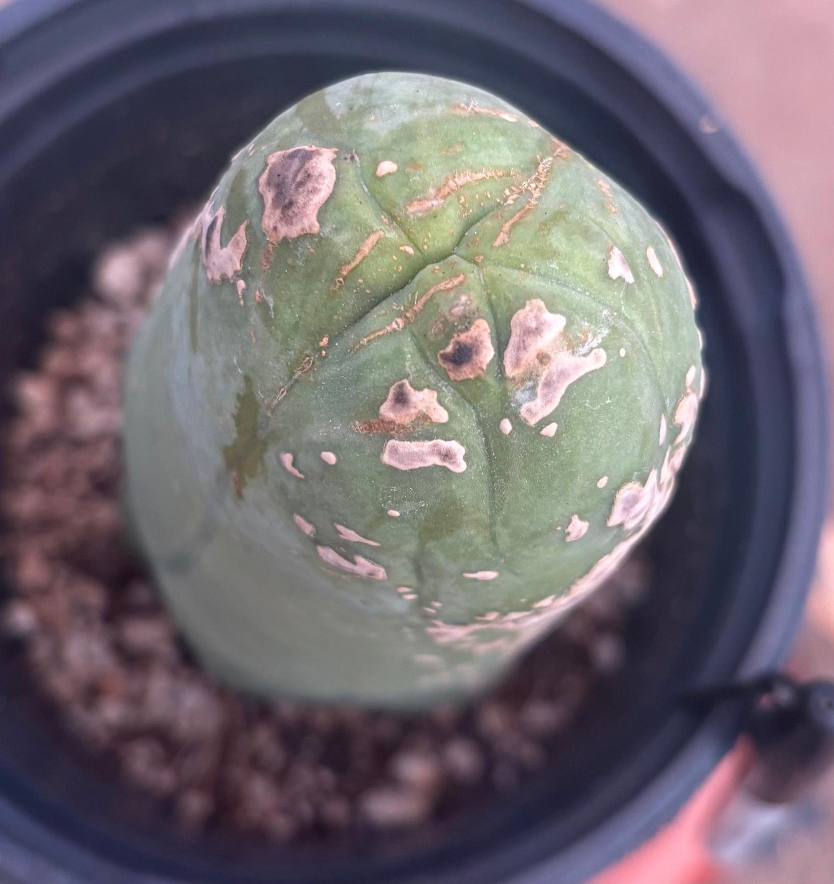 #EC21 EXACT Trichocereus Bridgesii Monstrose TBM Long Form penis Cactus 7.5”-Cactus - Large - Exact-The Succulent Source