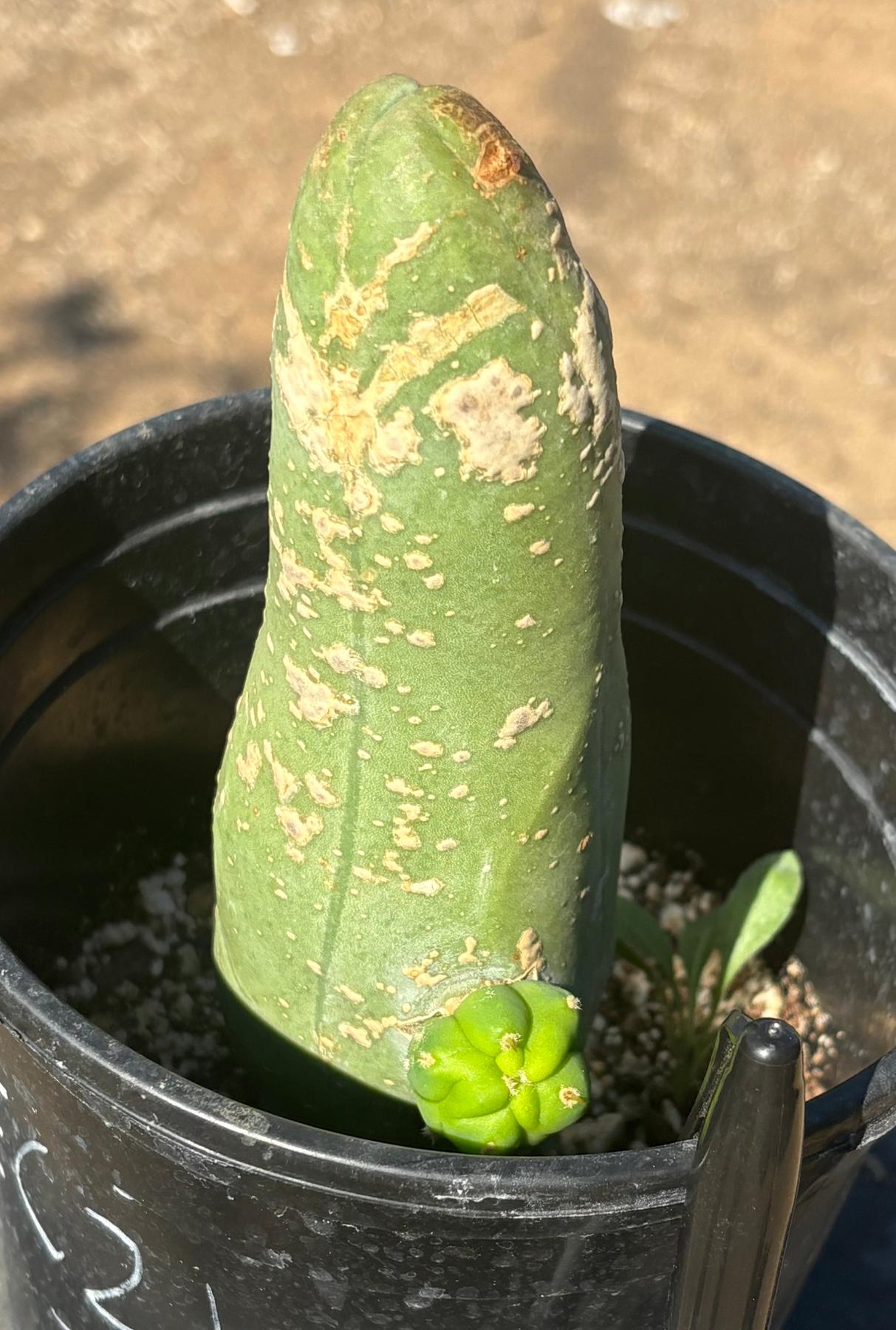 #EC21 EXACT Trichocereus Bridgesii Monstrose TBM Long Form penis Cactus 7.5”-Cactus - Large - Exact-The Succulent Source