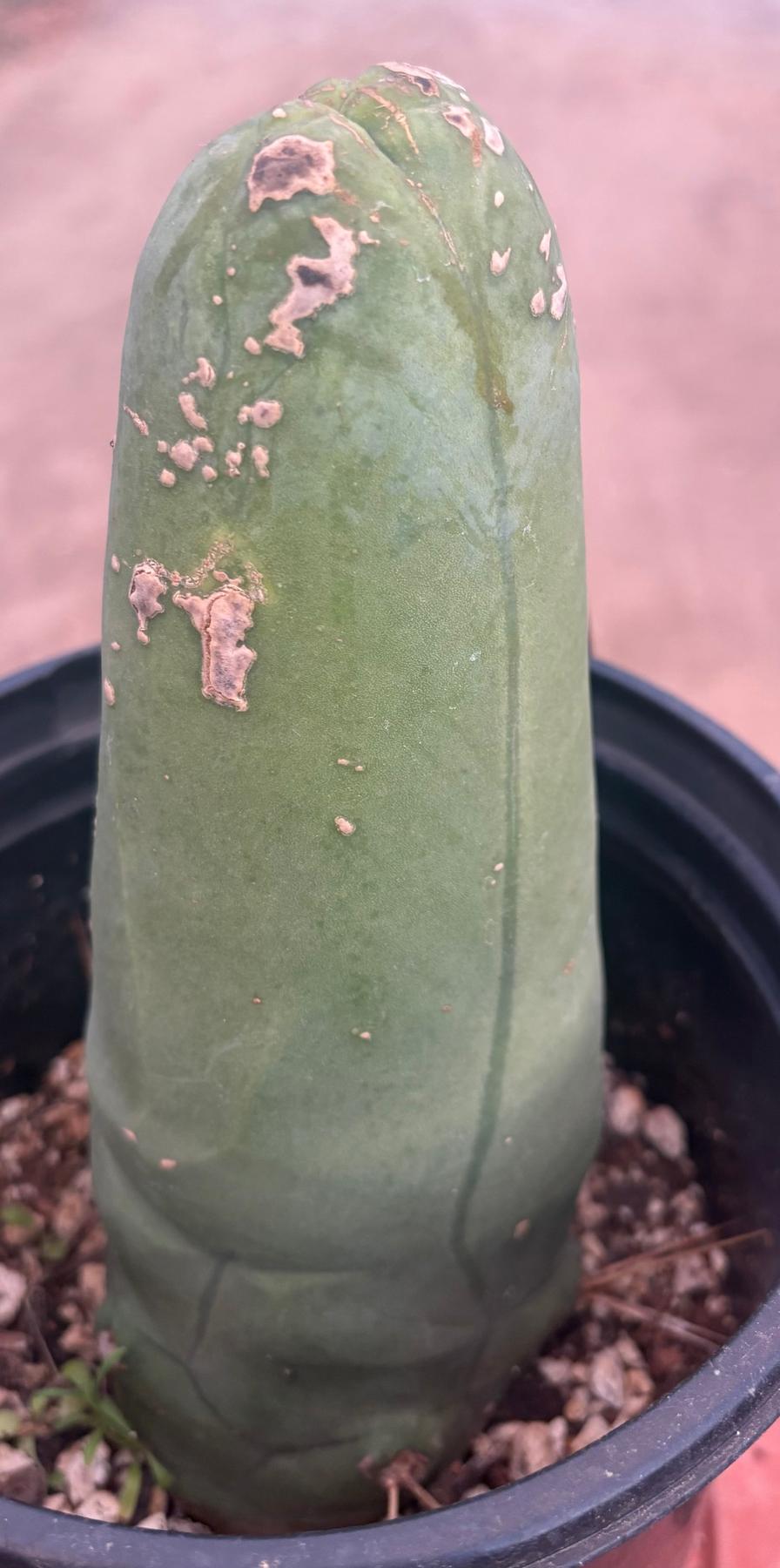 #EC21 EXACT Trichocereus Bridgesii Monstrose TBM Long Form penis Cactus 7.5”-Cactus - Large - Exact-The Succulent Source