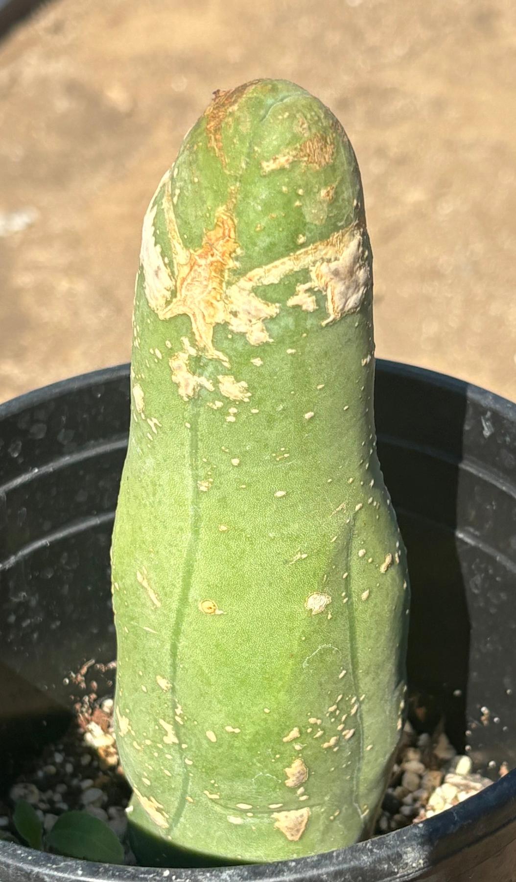 #EC21 EXACT Trichocereus Bridgesii Monstrose TBM Long Form penis Cactus 7.5”-Cactus - Large - Exact-The Succulent Source