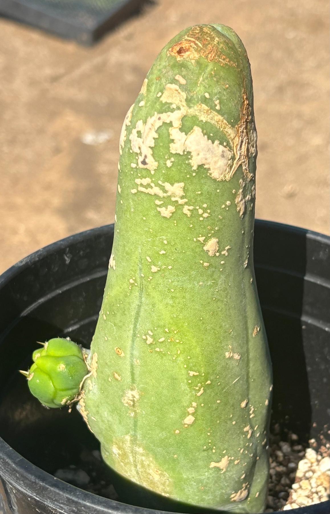 #EC21 EXACT Trichocereus Bridgesii Monstrose TBM Long Form penis Cactus 7.5”-Cactus - Large - Exact-The Succulent Source