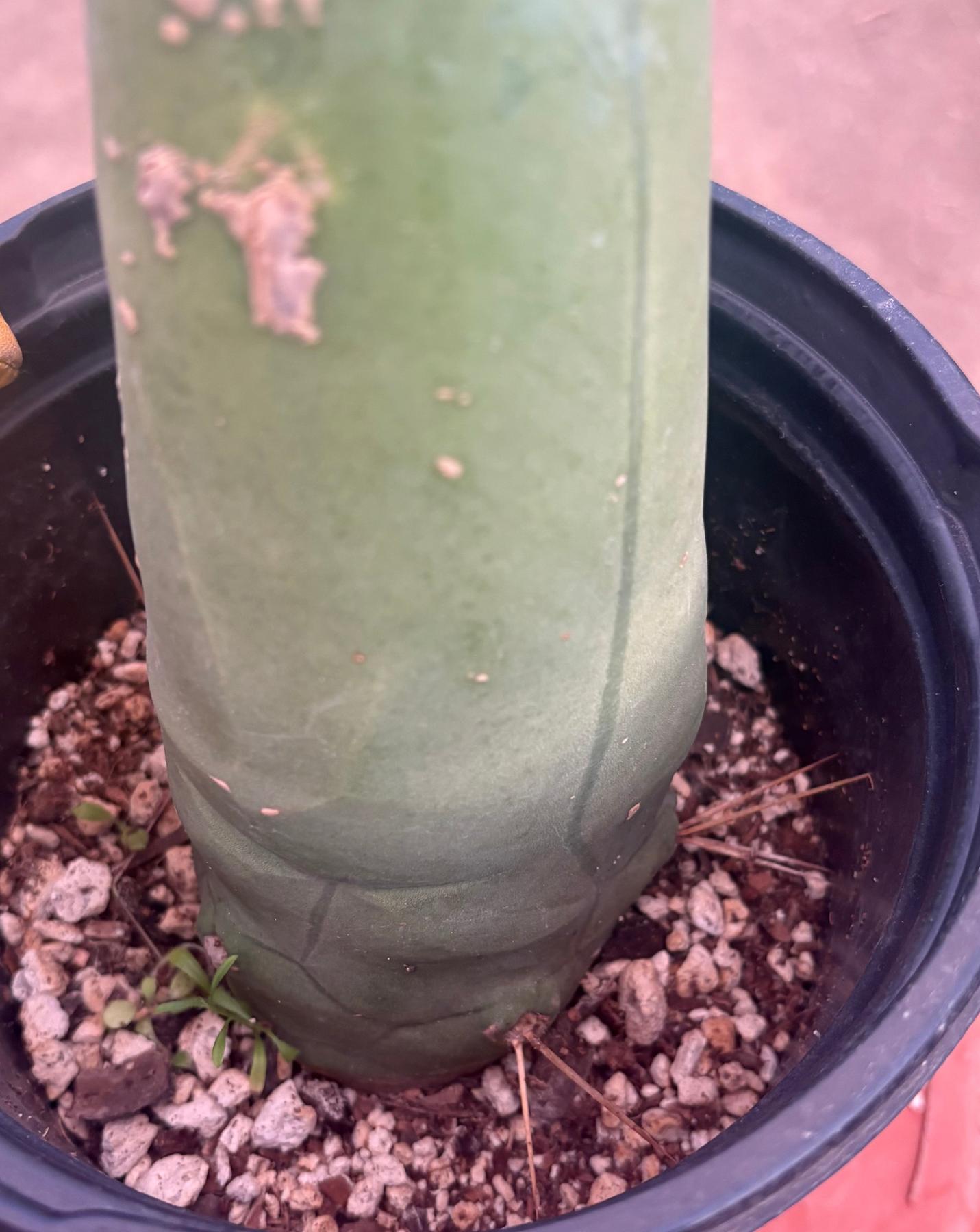 #EC21 EXACT Trichocereus Bridgesii Monstrose TBM Long Form penis Cactus 7.5”-Cactus - Large - Exact-The Succulent Source