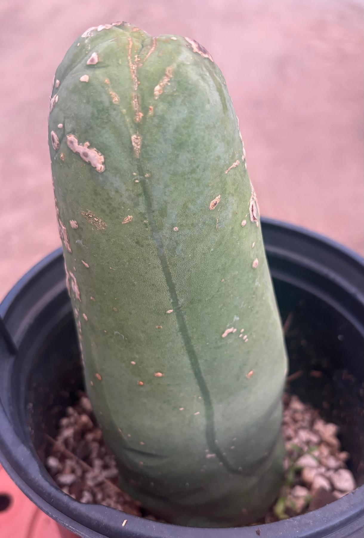 #EC21 EXACT Trichocereus Bridgesii Monstrose TBM Long Form penis Cactus 7.5”-Cactus - Large - Exact-The Succulent Source
