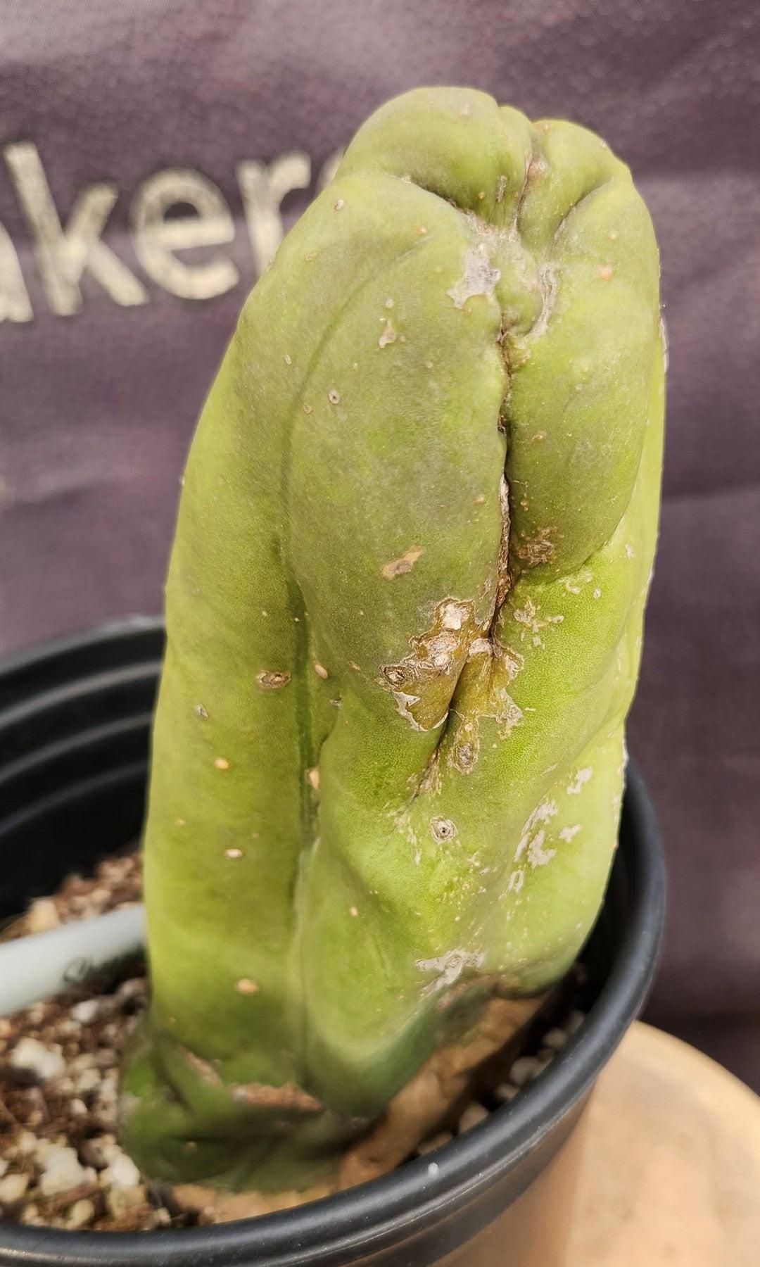 #EC21 EXACT Trichocereus Bridgesii Monstrose TBM Long Form penis Cactus 7.5”-Cactus - Large - Exact-The Succulent Source