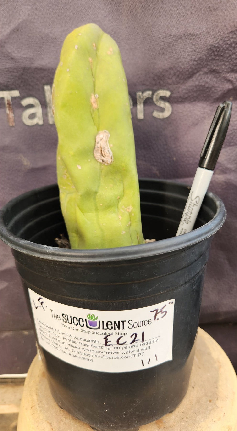 #EC21 EXACT Trichocereus Bridgesii Monstrose TBM Long Form penis Cactus 7.5”-Cactus - Large - Exact-The Succulent Source