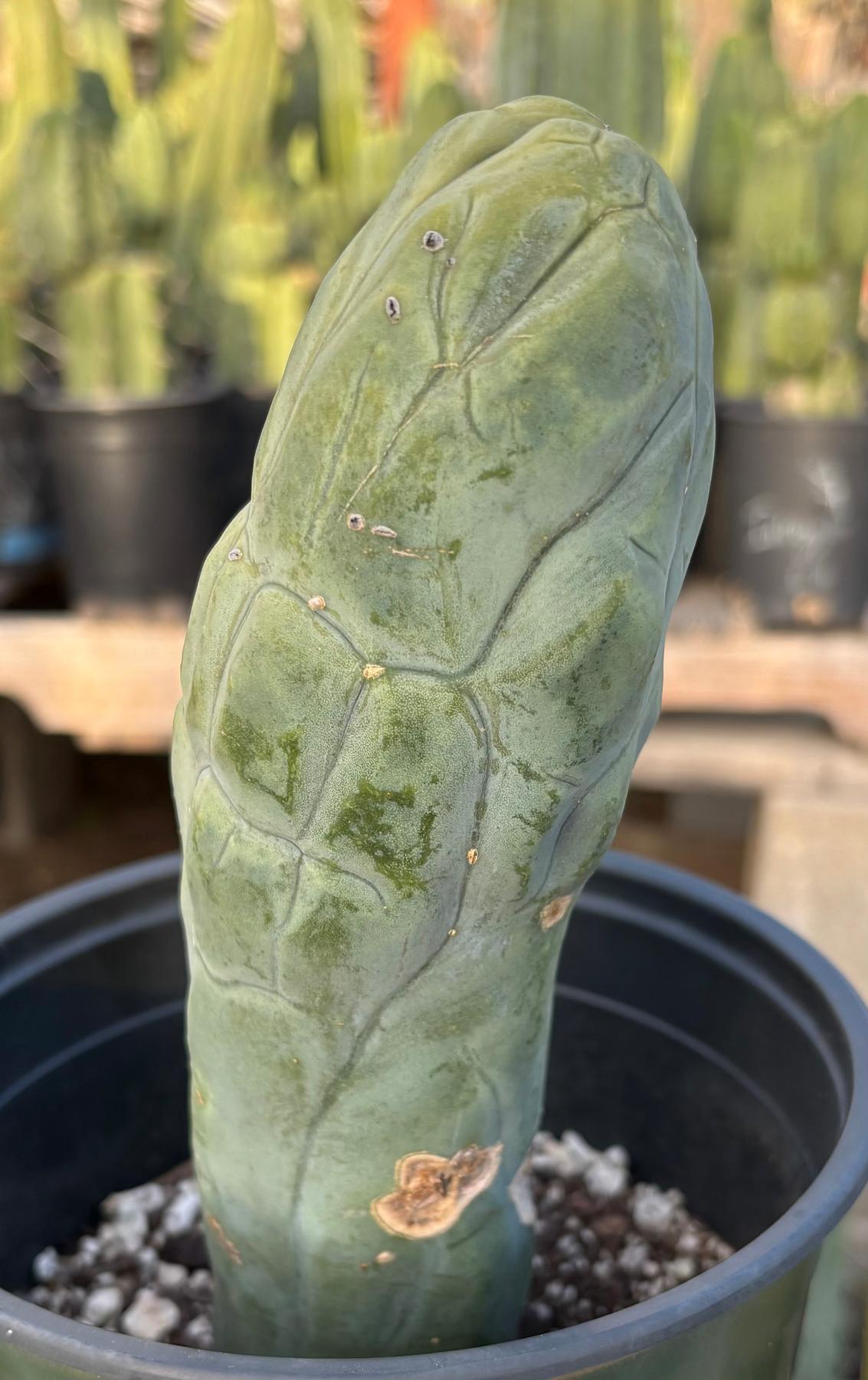 #EC21 EXACT Trichocereus Bridgesii Monstrose TBM Long Form penis Cactus 8”-Cactus - Large - Exact-The Succulent Source