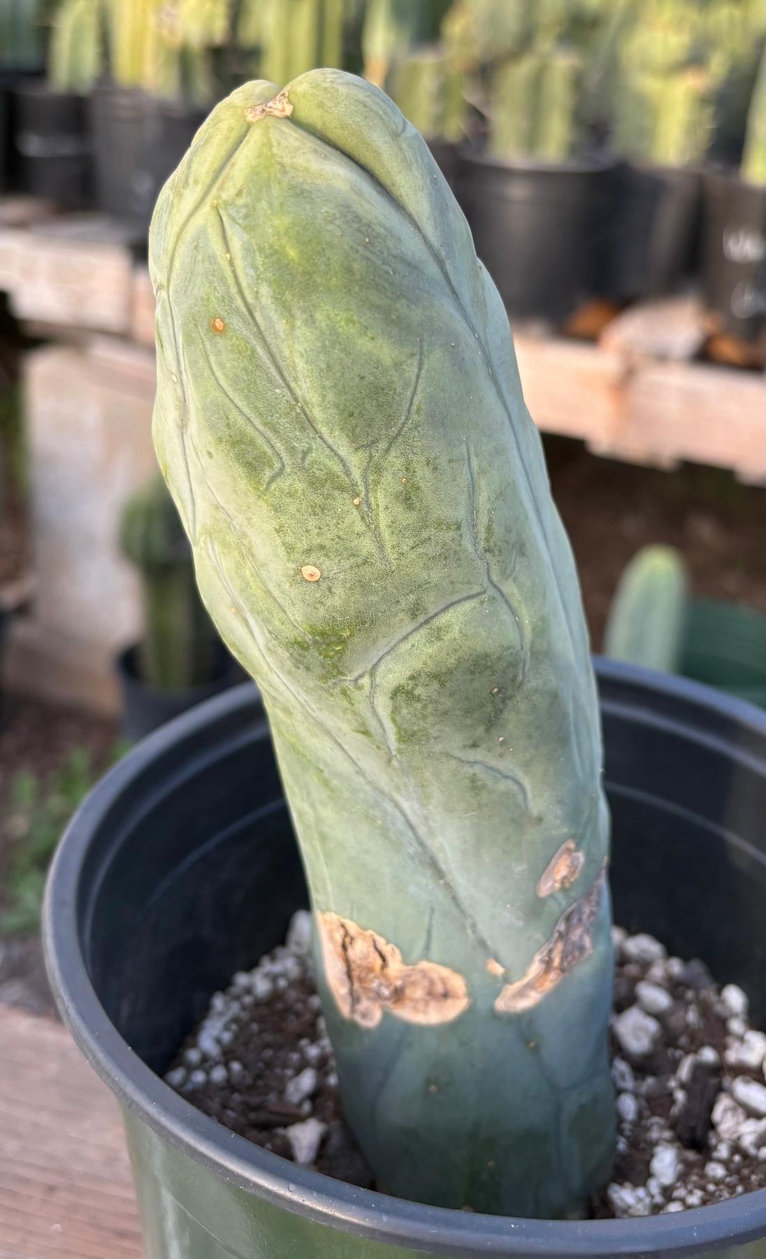 #EC21 EXACT Trichocereus Bridgesii Monstrose TBM Long Form penis Cactus 8”-Cactus - Large - Exact-The Succulent Source
