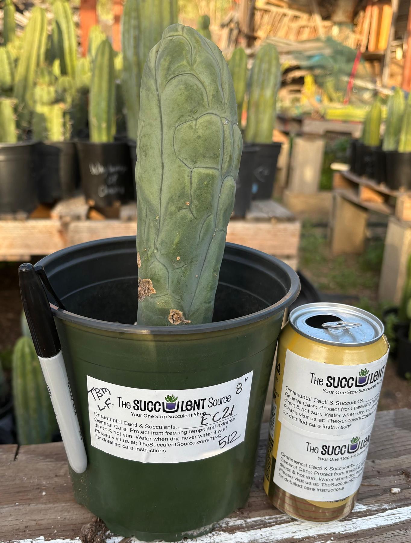 #EC21 EXACT Trichocereus Bridgesii Monstrose TBM Long Form penis Cactus 8”-Cactus - Large - Exact-The Succulent Source