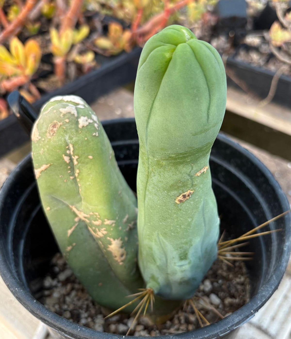 #EC21 EXACT Trichocereus Bridgesii Monstrose TBM Long Form penis Cactus-Cactus - Large - Exact-The Succulent Source