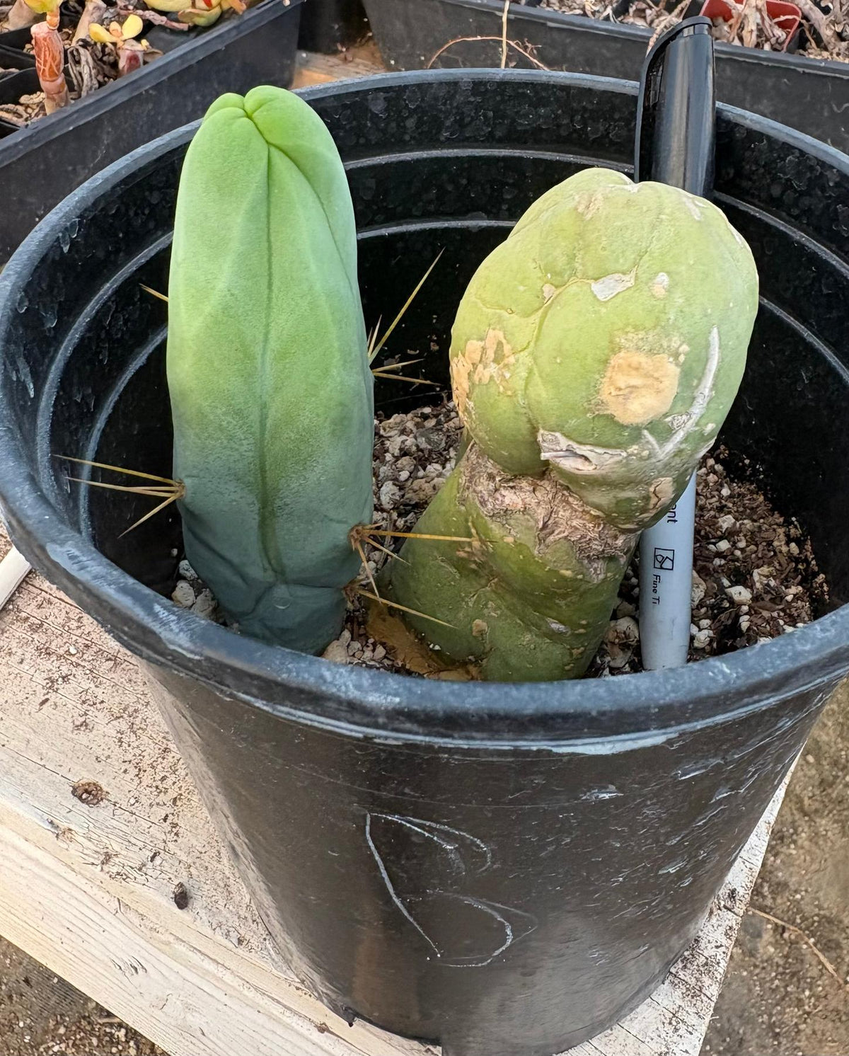 #EC21 EXACT Trichocereus Bridgesii Monstrose TBM Long Form penis Cactus-Cactus - Large - Exact-The Succulent Source