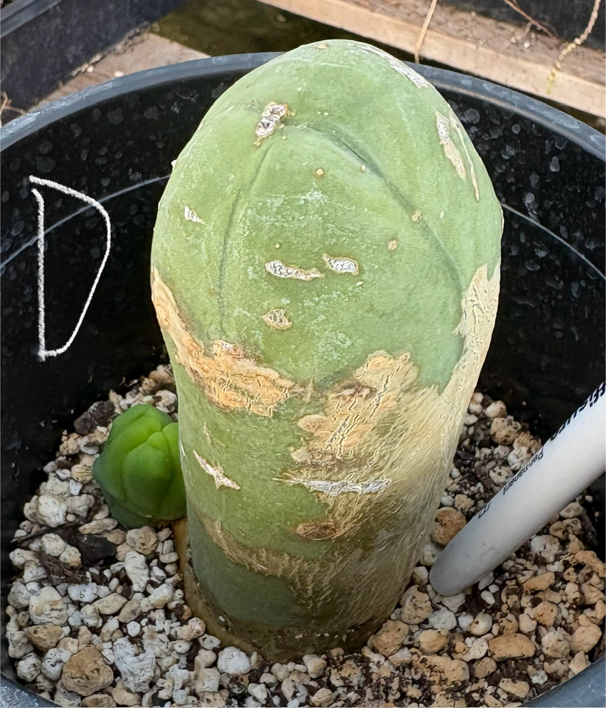 #EC21 EXACT Trichocereus Bridgesii Monstrose TBM Long Form penis Cactus-Cactus - Large - Exact-The Succulent Source