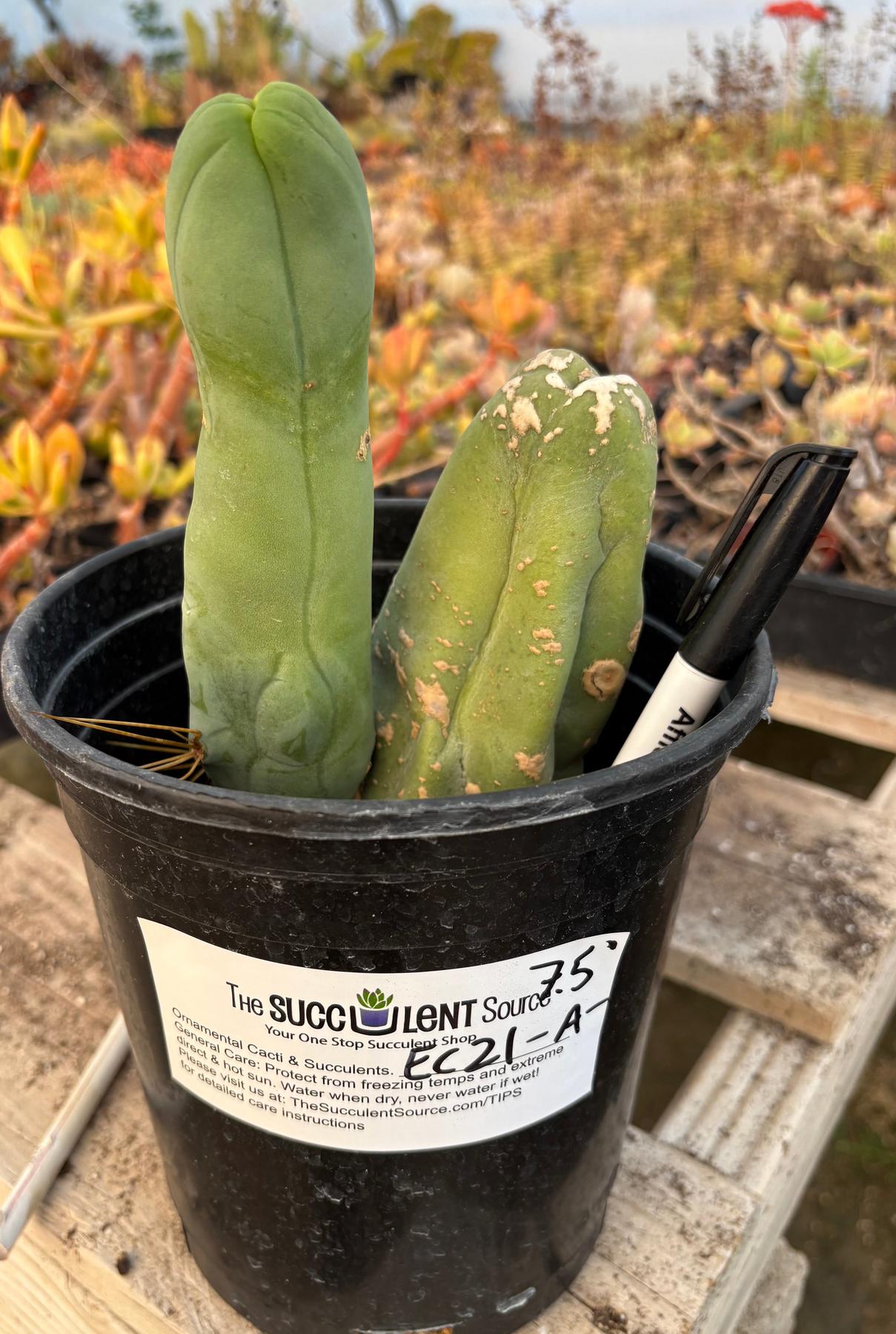 #EC21 EXACT Trichocereus Bridgesii Monstrose TBM Long Form penis Cactus-Cactus - Large - Exact-The Succulent Source