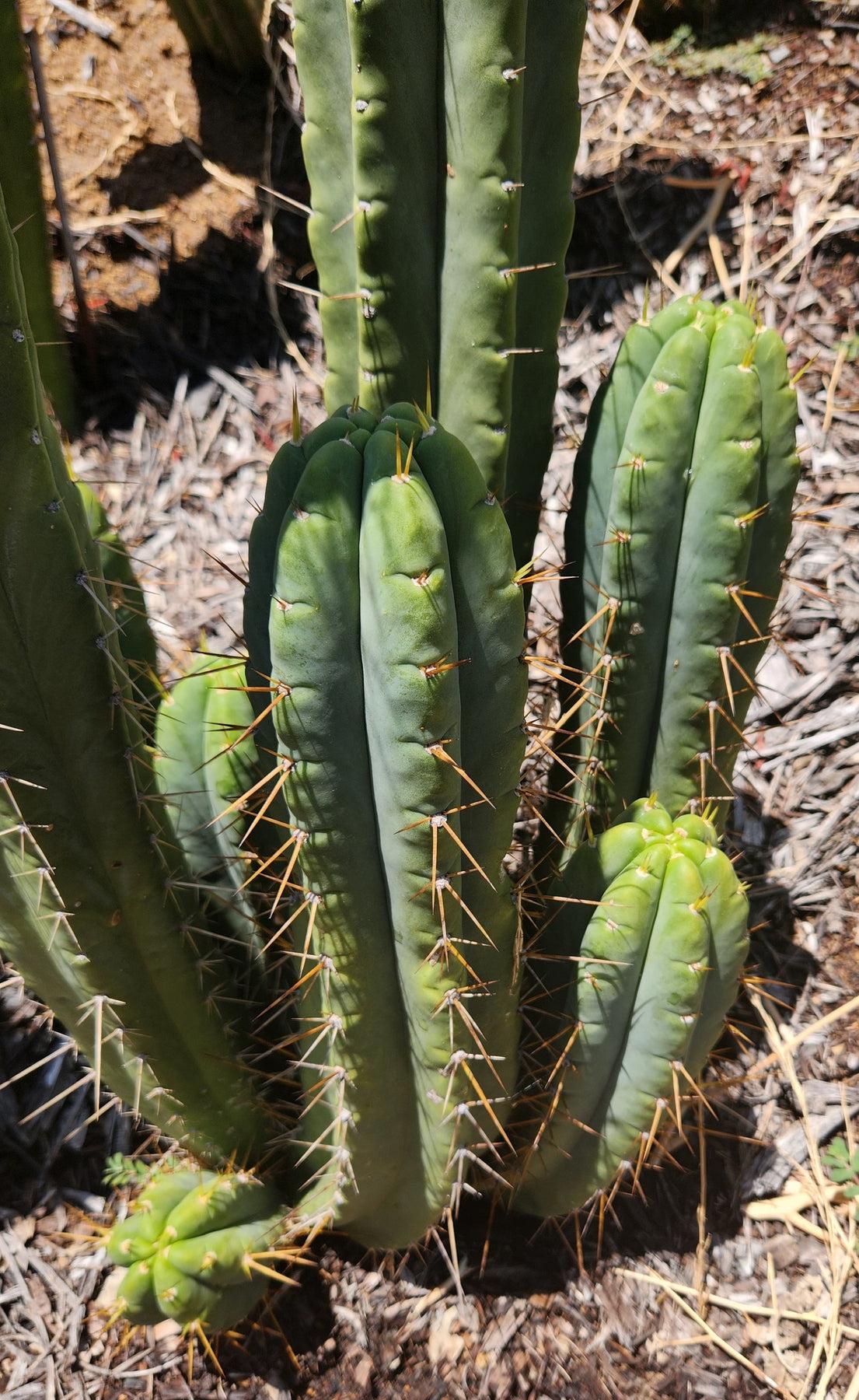 #EC210 EXACT Trichocereus Hybrid Lost Label Ornamental Cactus 7-8"-Cactus - Large - Exact-The Succulent Source