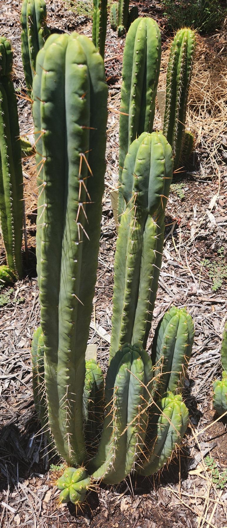 #EC210 EXACT Trichocereus Hybrid Lost Label Ornamental Cactus 7-8"-Cactus - Large - Exact-The Succulent Source