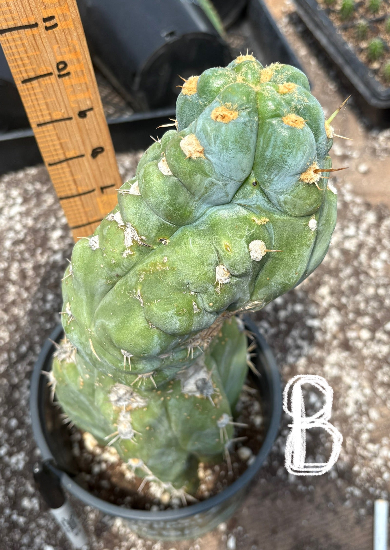 #EC210 Trichocereus Misfits Potted in 1 gallon Containers-Cactus - Large - Exact-The Succulent Source