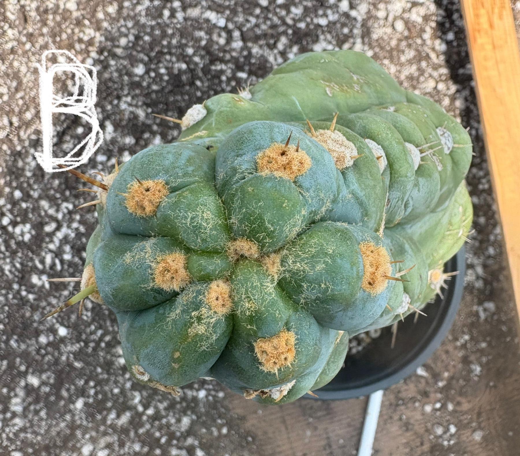 #EC210 Trichocereus Misfits Potted in 1 gallon Containers-Cactus - Large - Exact-The Succulent Source