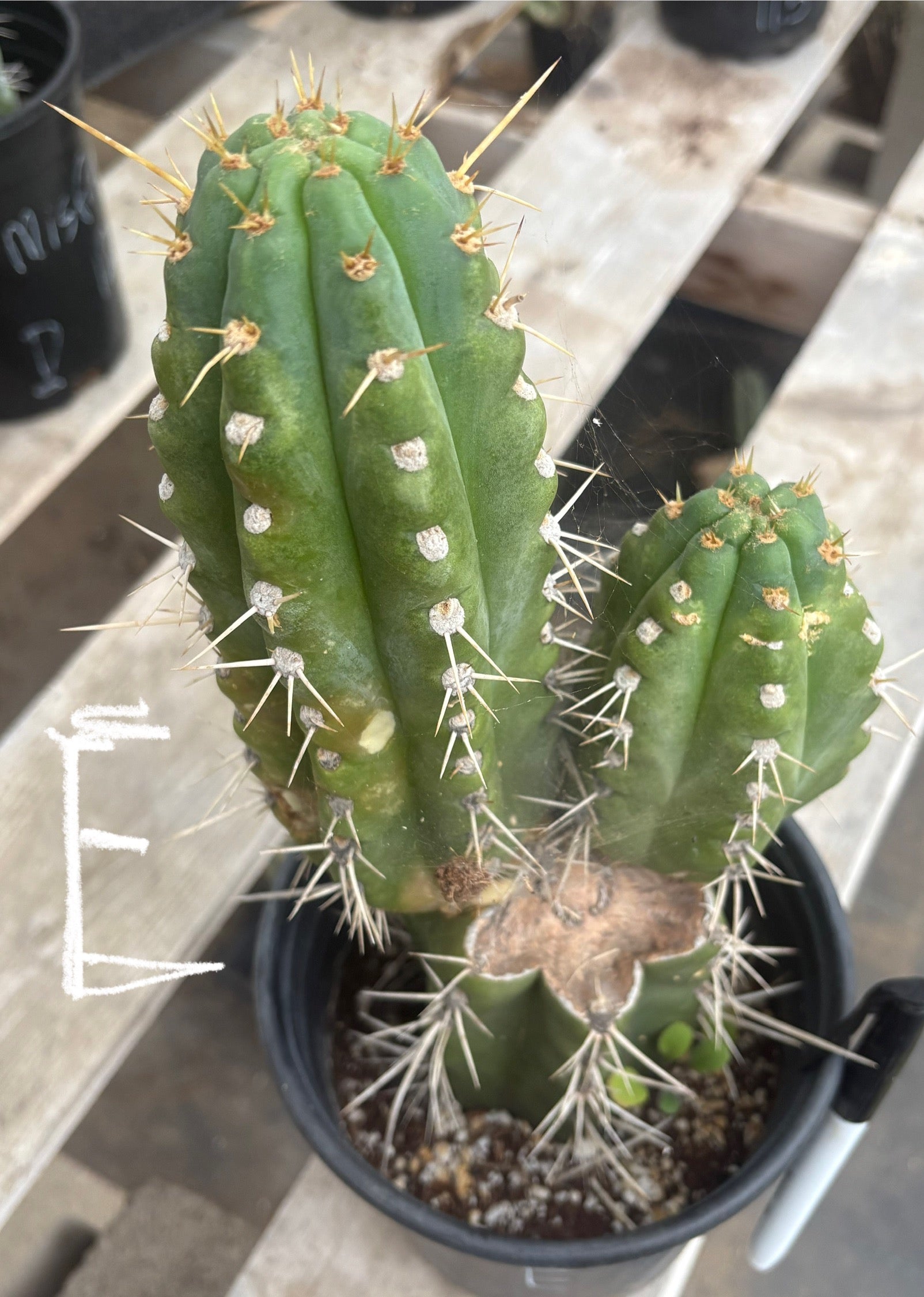 #EC210 Trichocereus Misfits Potted in 1 gallon Containers-Cactus - Large - Exact-The Succulent Source