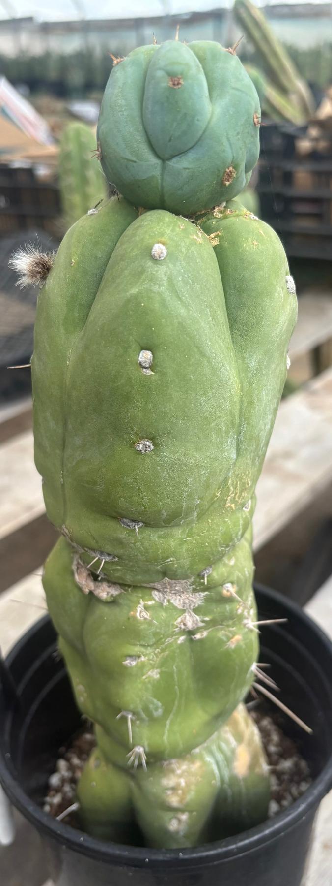 #EC210 Trichocereus Misfits Potted in 1 gallon Containers-Cactus - Large - Exact-The Succulent Source