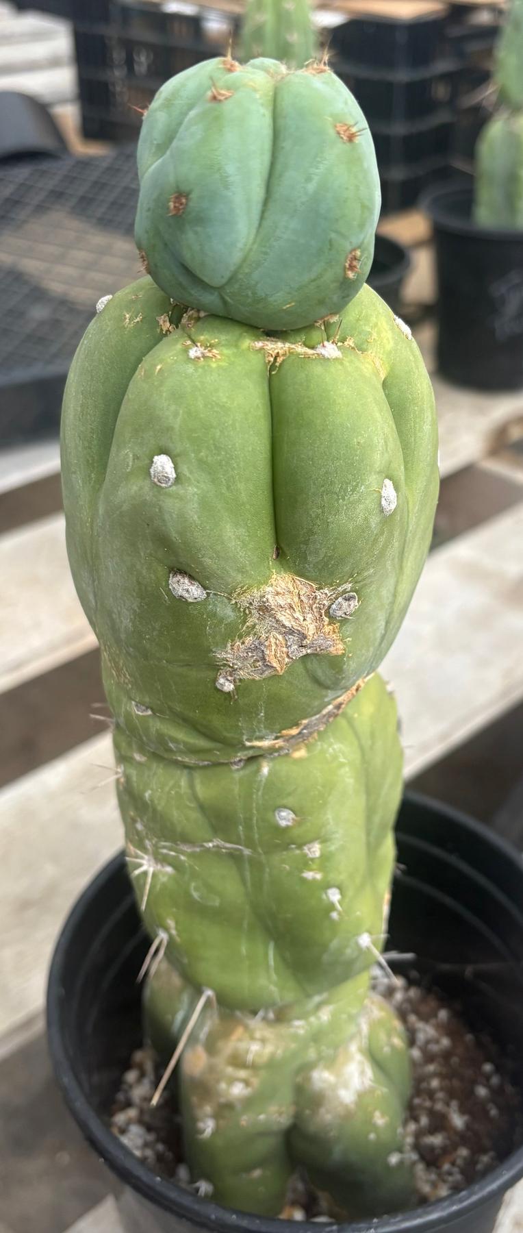 #EC210 Trichocereus Misfits Potted in 1 gallon Containers-Cactus - Large - Exact-The Succulent Source
