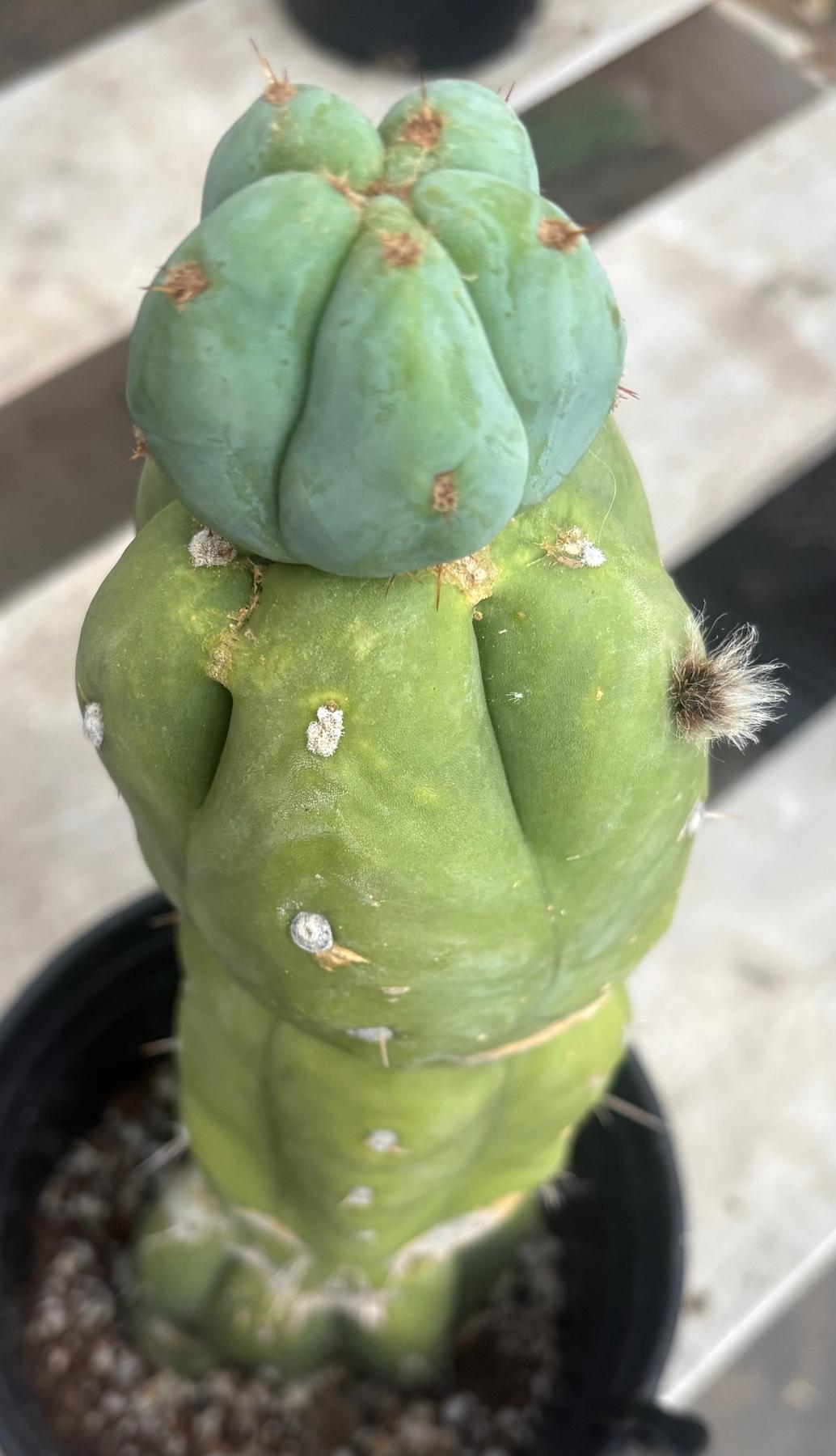 #EC210 Trichocereus Misfits Potted in 1 gallon Containers-Cactus - Large - Exact-The Succulent Source