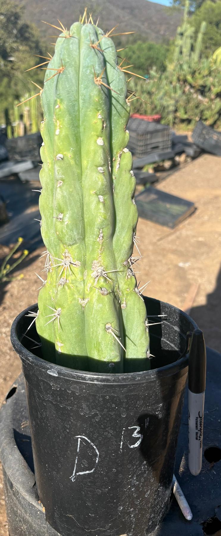 #EC210 Trichocereus Misfits Potted in 1 gallon Containers-Cactus - Large - Exact-The Succulent Source