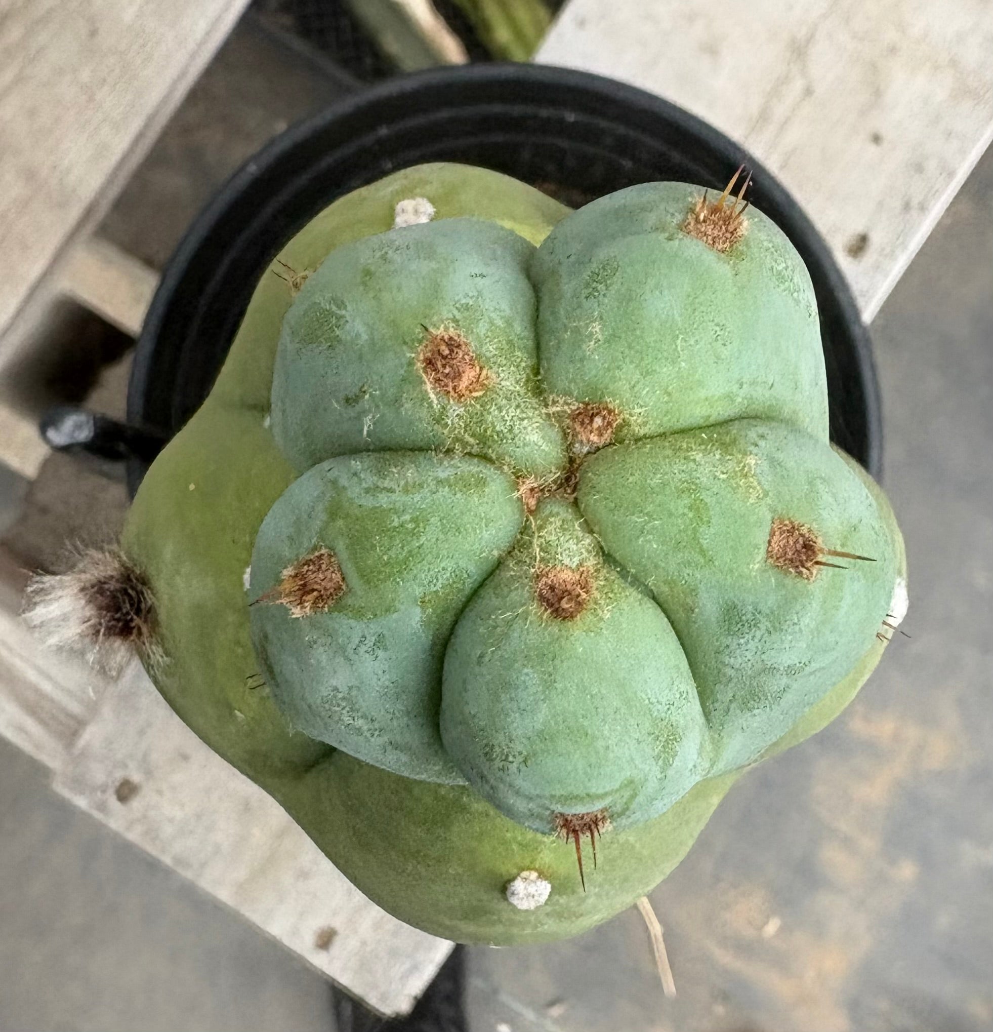 #EC210 Trichocereus Misfits Potted in 1 gallon Containers-Cactus - Large - Exact-The Succulent Source